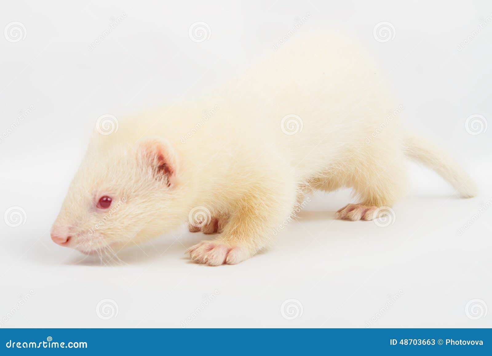 Albino ferret stock image. Image of furry, blue, male 48703663