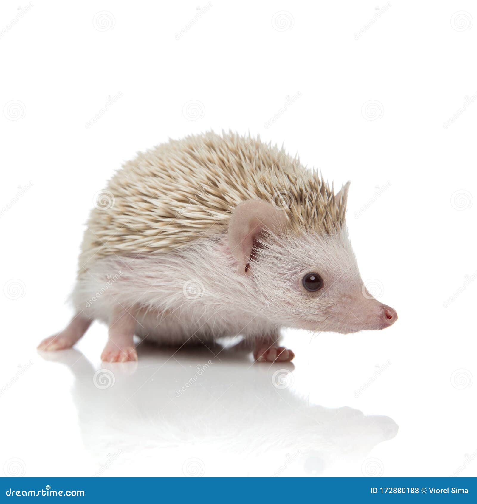 Estúdio Hedgehog Brasil