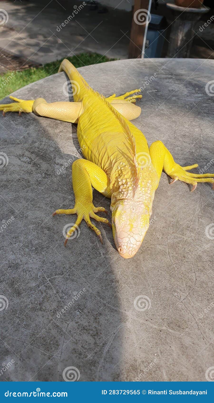 albino iguana named nico basking in the sun