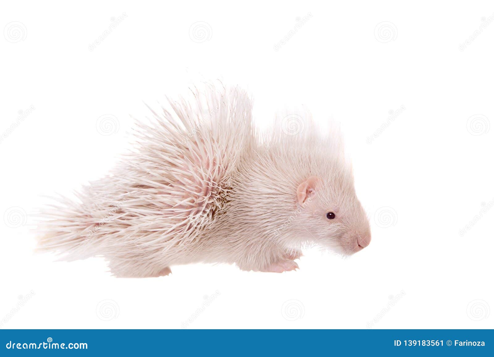 Albino Indian Crested Porcupine Baby On White Stock Image