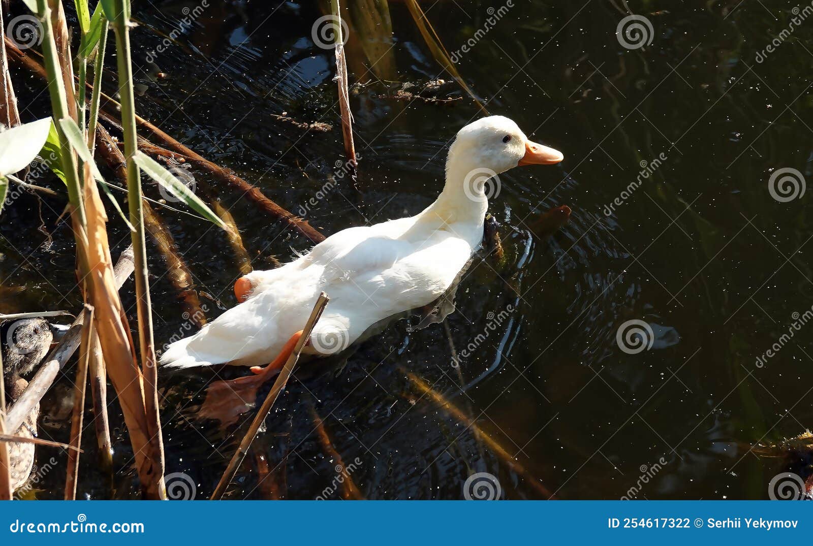 Albino Mallard Duckling Swims with Other Chicks Stock Photo Image of