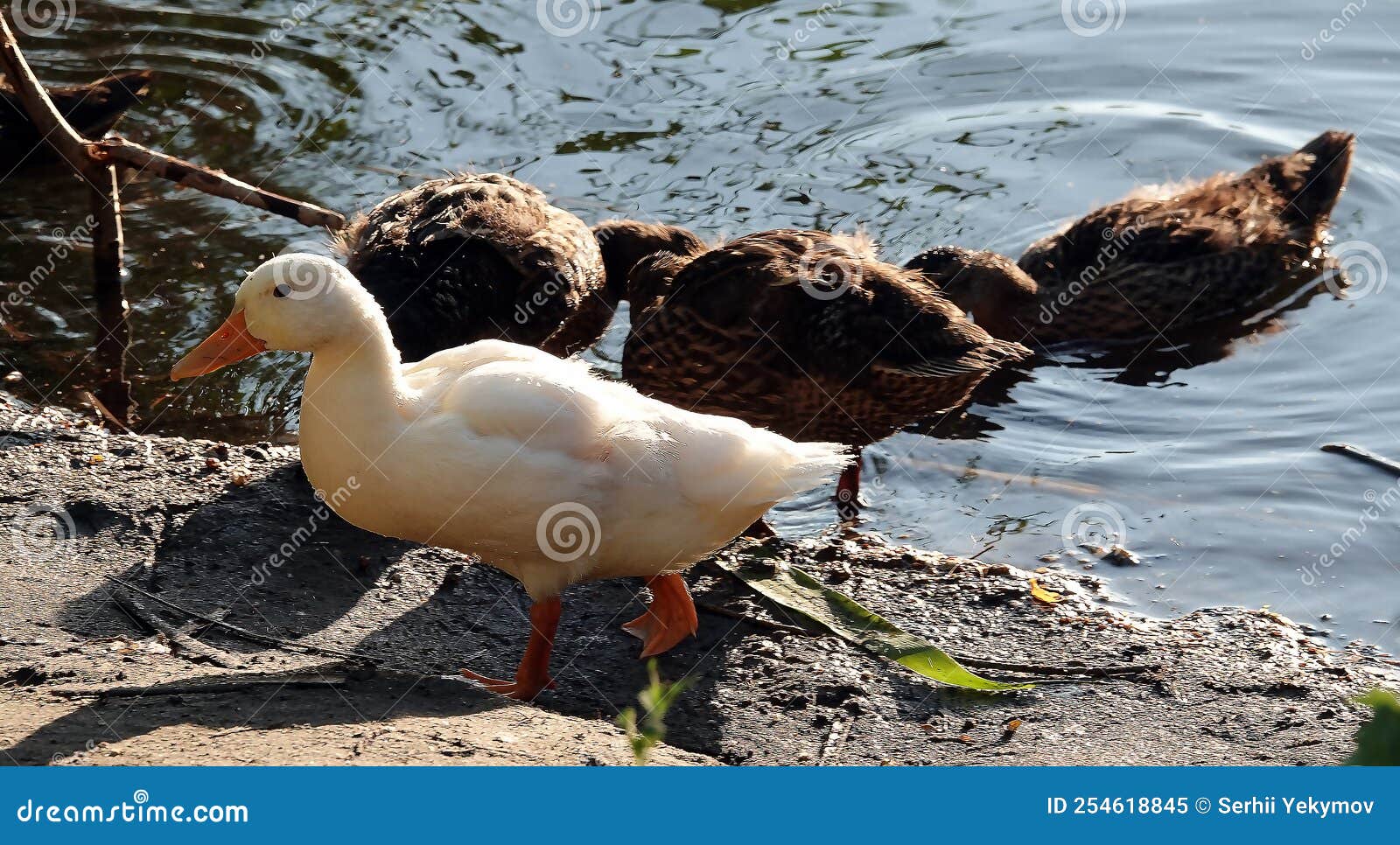 Albino Mallard Duckling Swims with Other Chicks Stock Image Image of