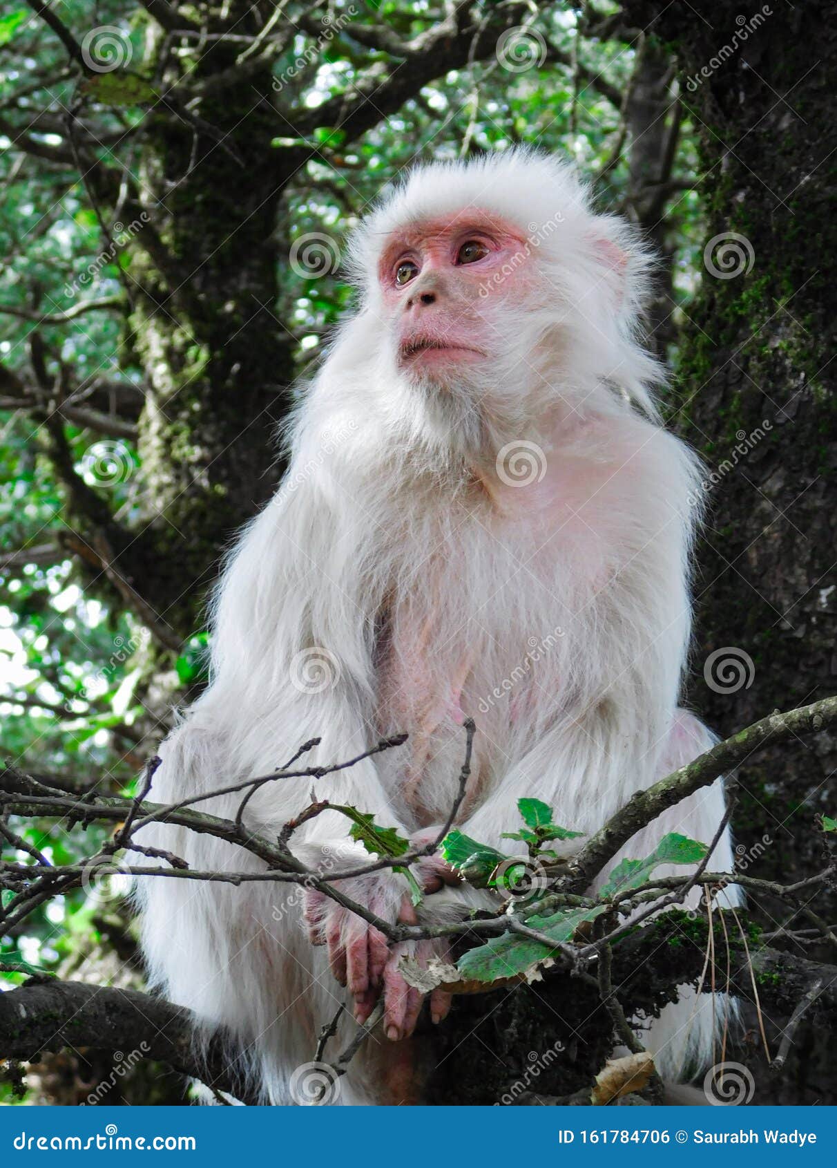 201 Albino Monkey Stock Photos, High-Res Pictures, and Images - Getty Images