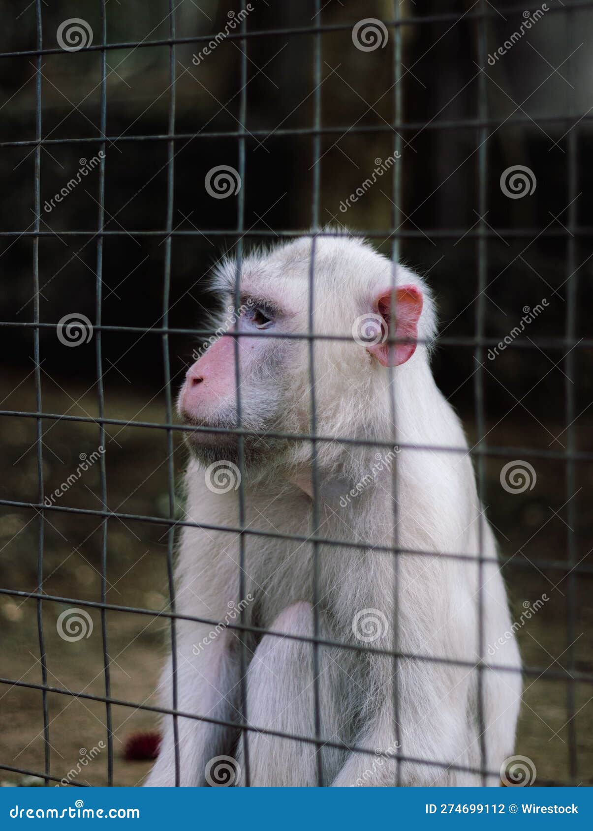 Macaco Albino em Seu Macaco Albinho  