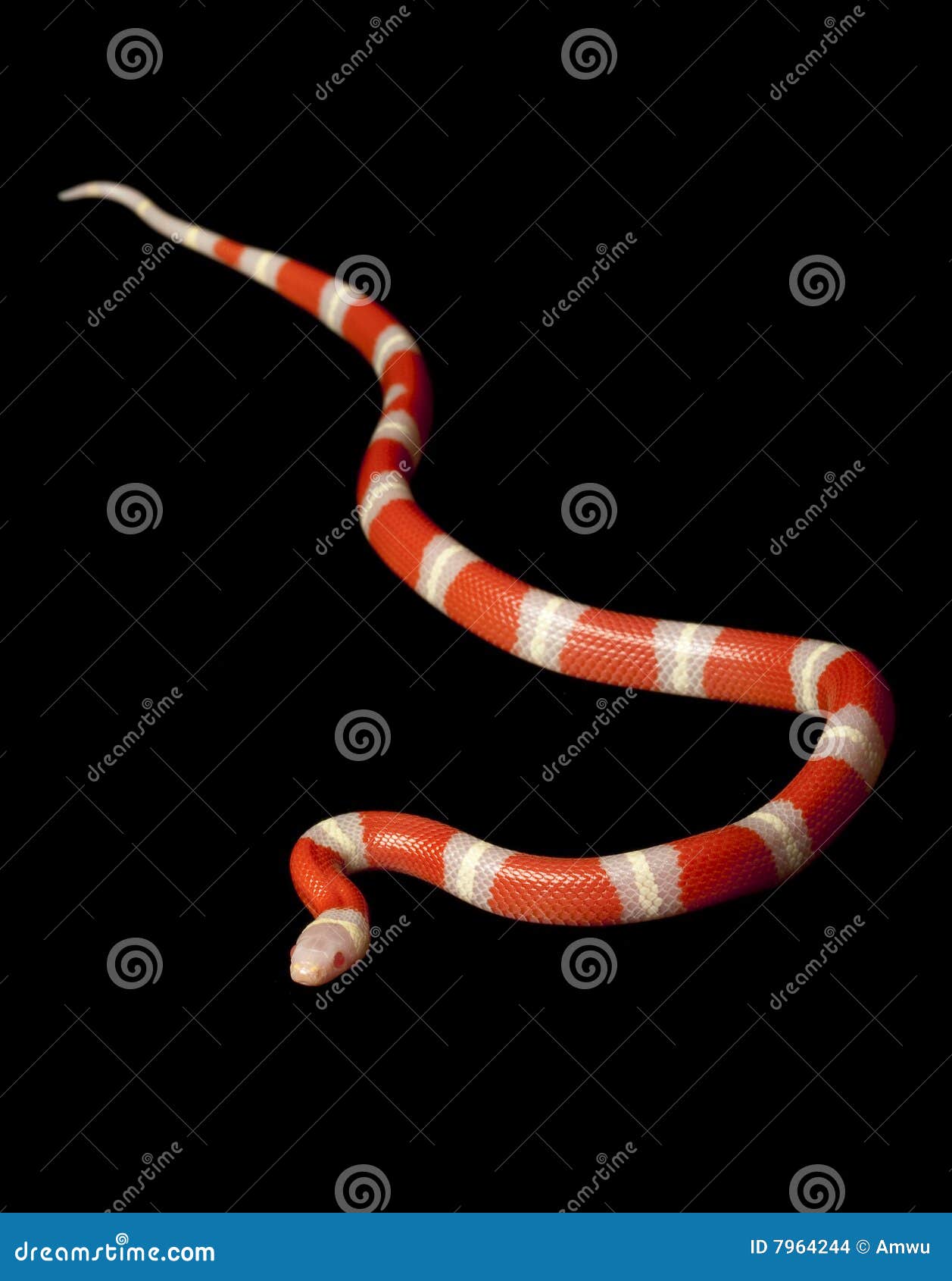 Albino Nelson?s Milksnake (nelsoni di triangulum del Lampropeltis) isolato su priorità bassa nera.