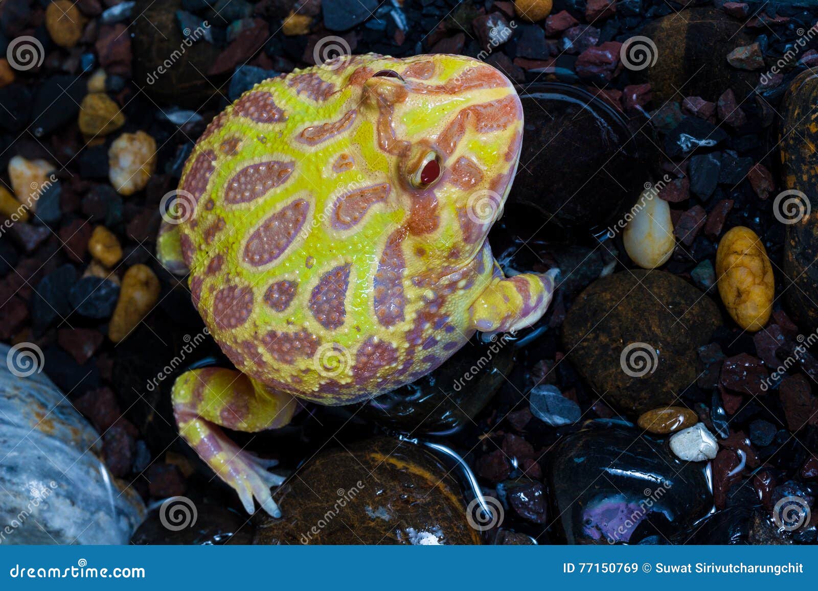 albino pac-man frog, horned frog (ceratophrys ornata)