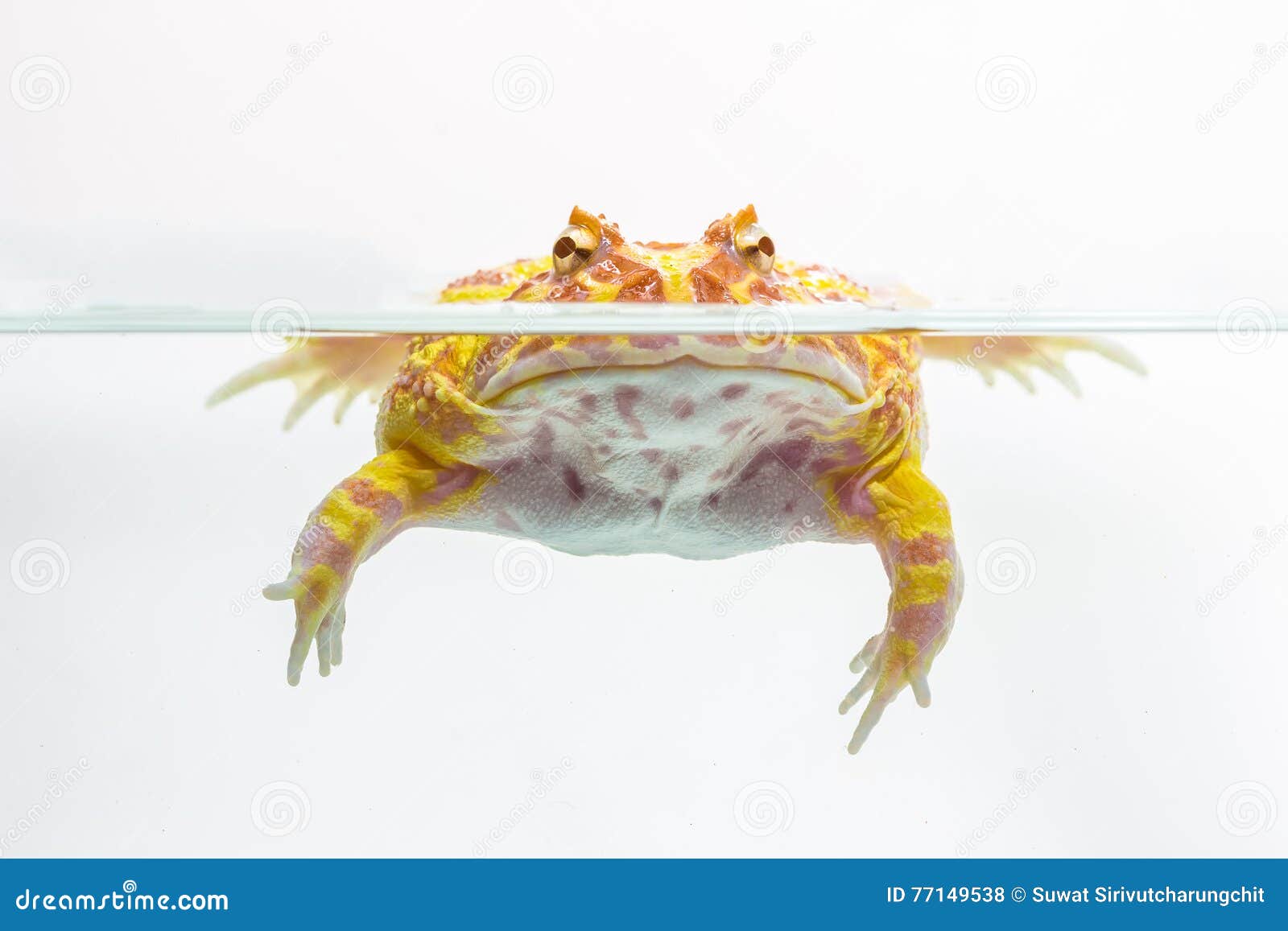 albino pac-man frog, horned frog (ceratophrys ornata)