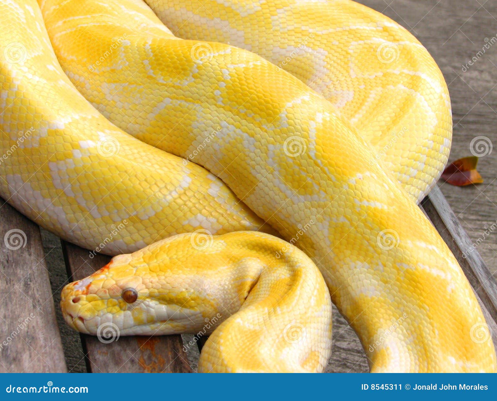 Albino Python Stock Image - Image: 85453111300 x 1065