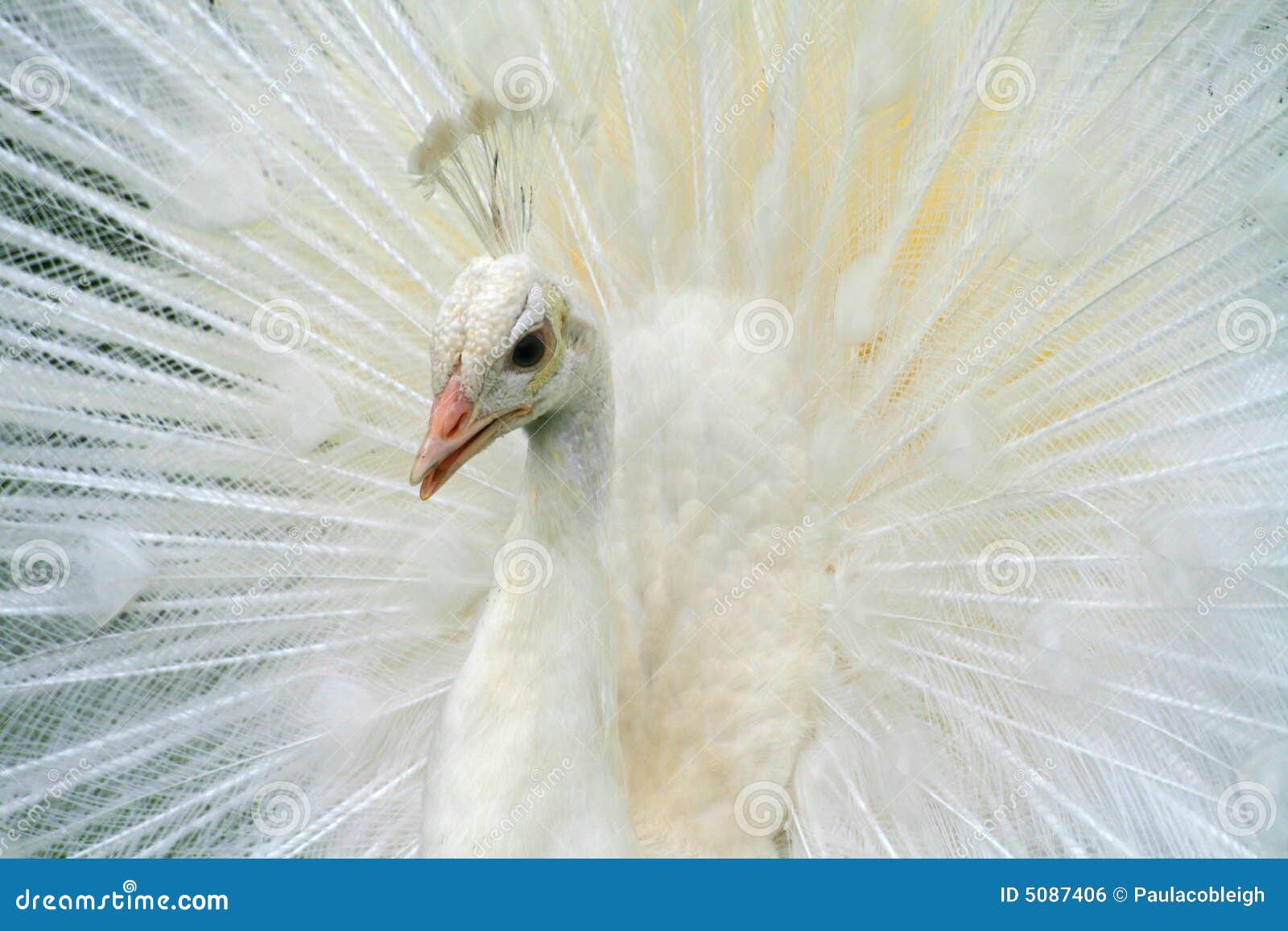 Albino White Peacock stock photo. Image of beauty, white - 5087406