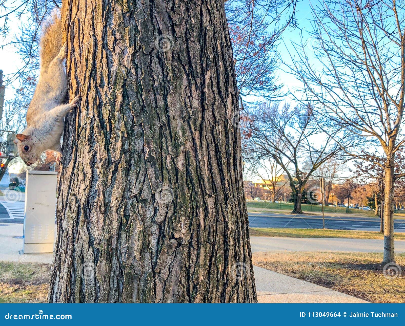 white squirrel on a tree stock photo image of cracking 113049664