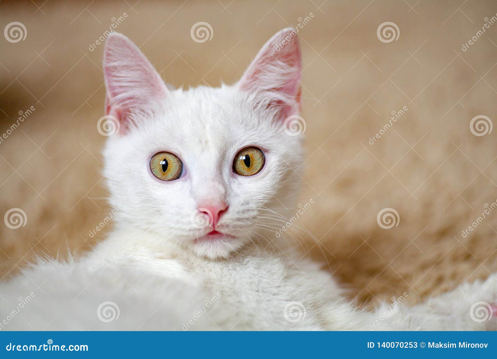 Albinos Blanc De Chat Image Stock Image Du Chat Blanc