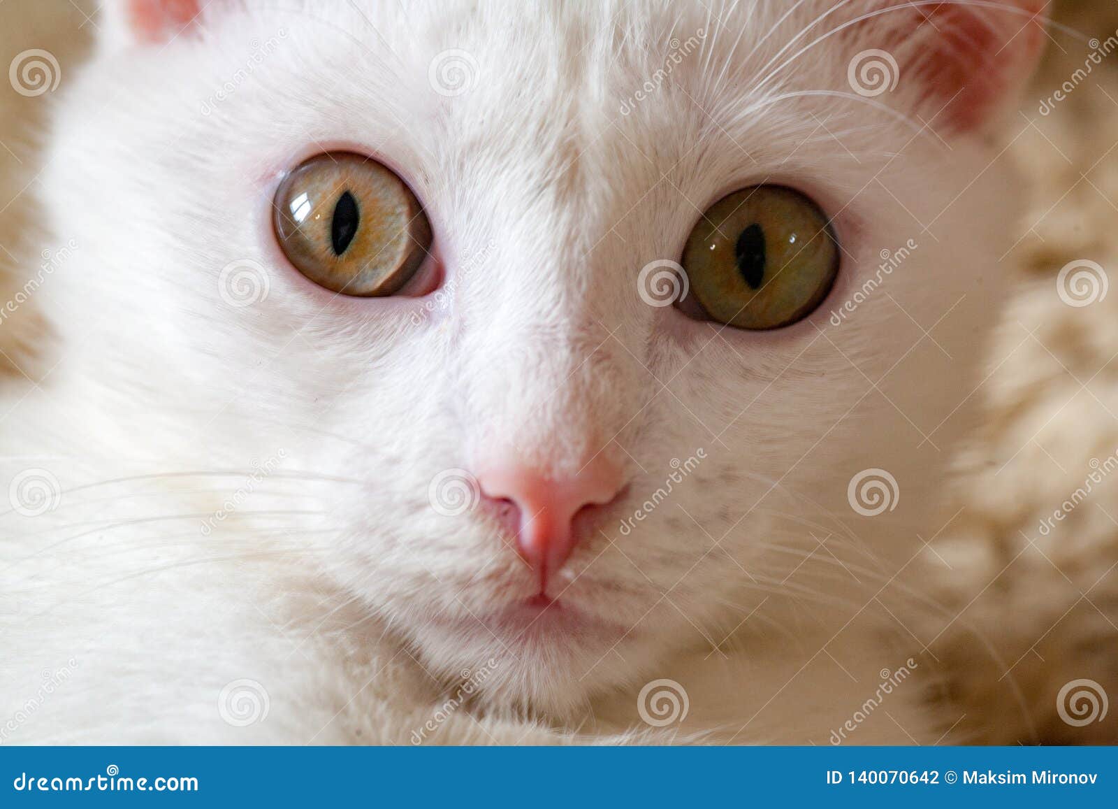 Albinos Blanc De Chat Photo Stock Image Du Albinos