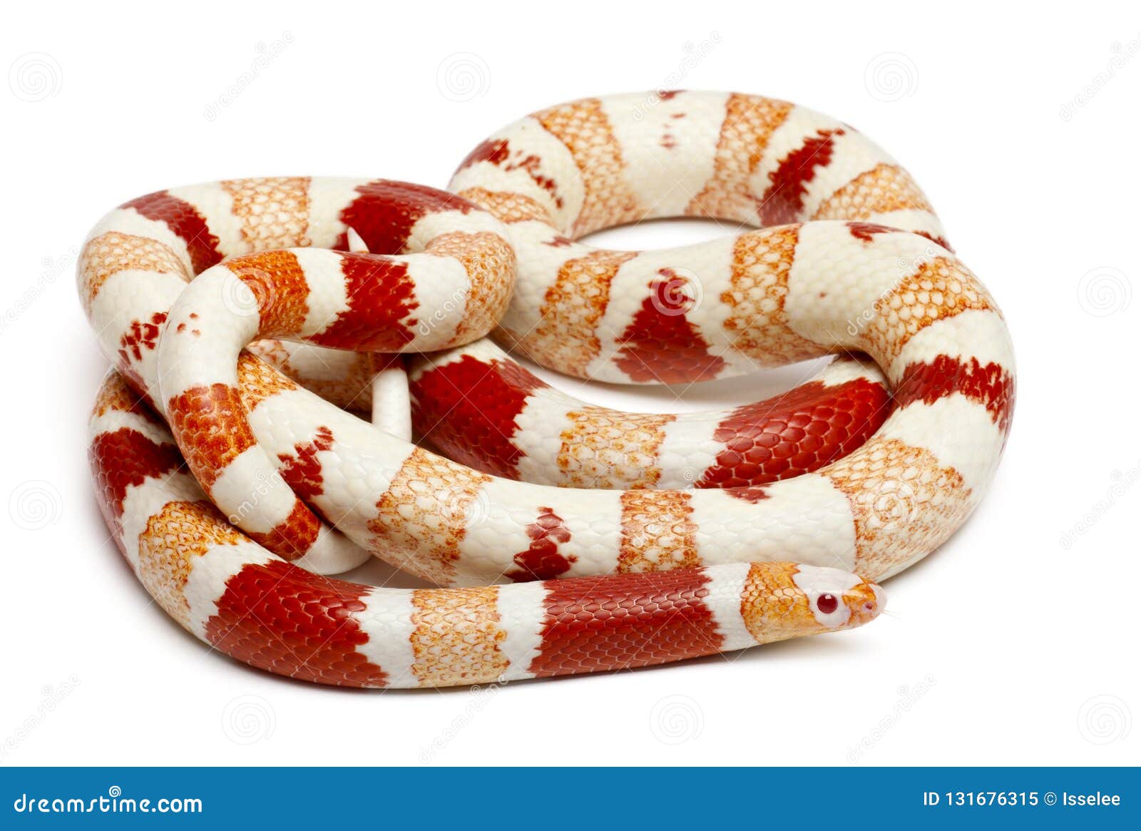 Albinos Honduran Milk Snake, Lampropeltis Triangulum Hondurensis Stock