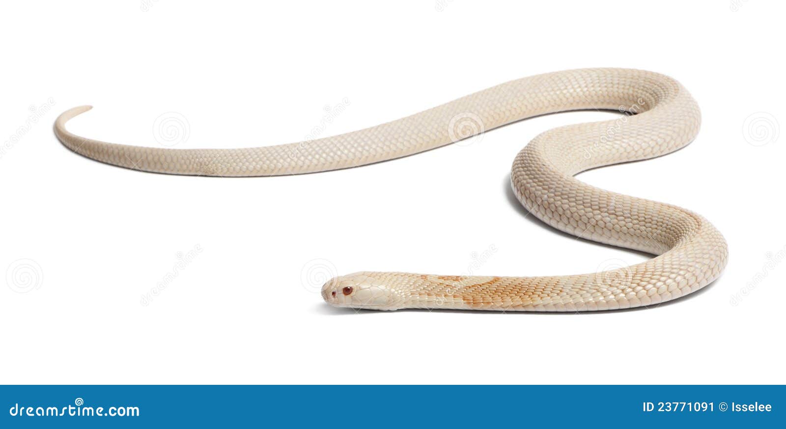 albinos monocled cobra - naja kaouthia (poisonous)
