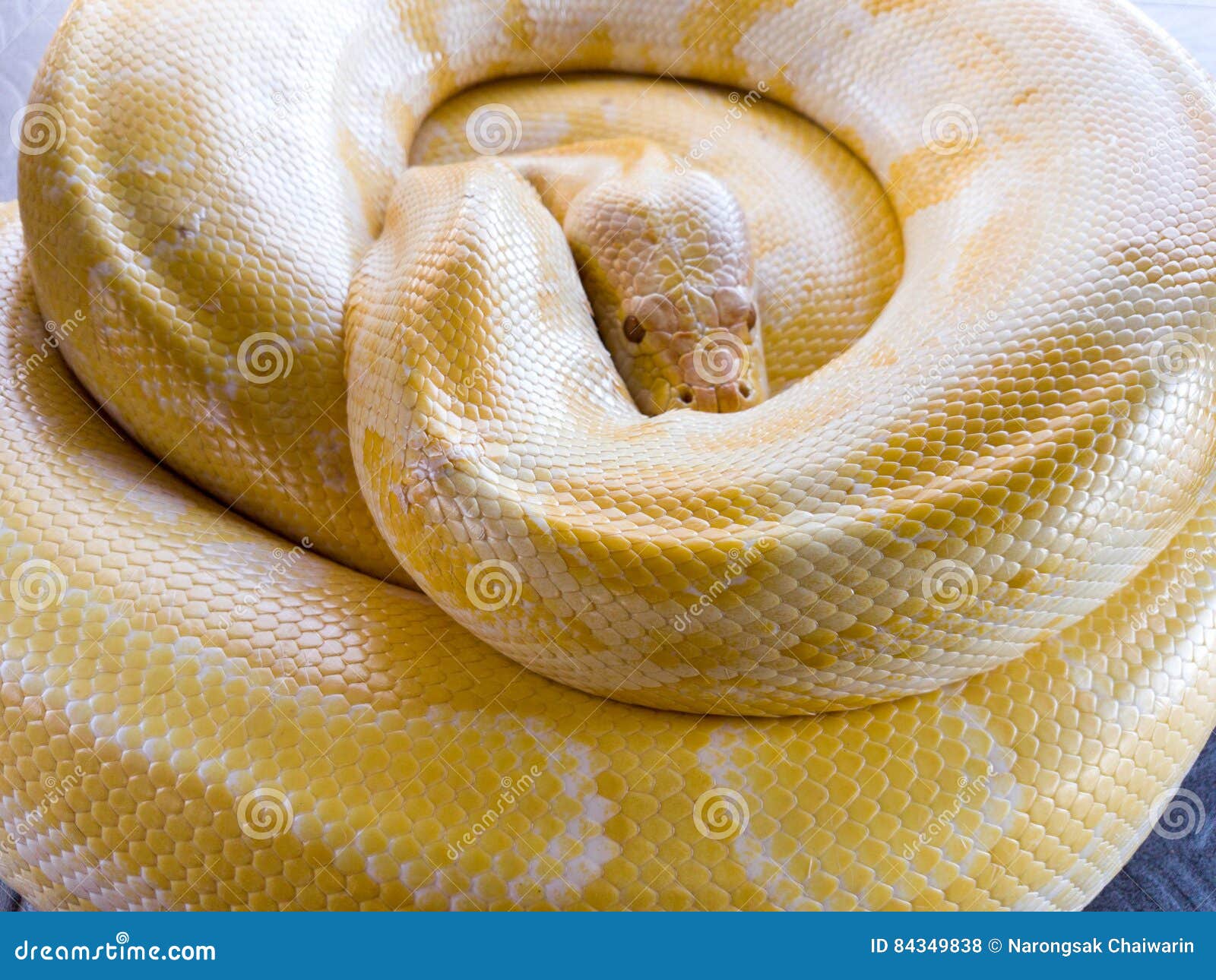 Albinoschlange Gelbe Schlange Gekrauselt Stockfoto Bild Von Gelbe Albinoschlange