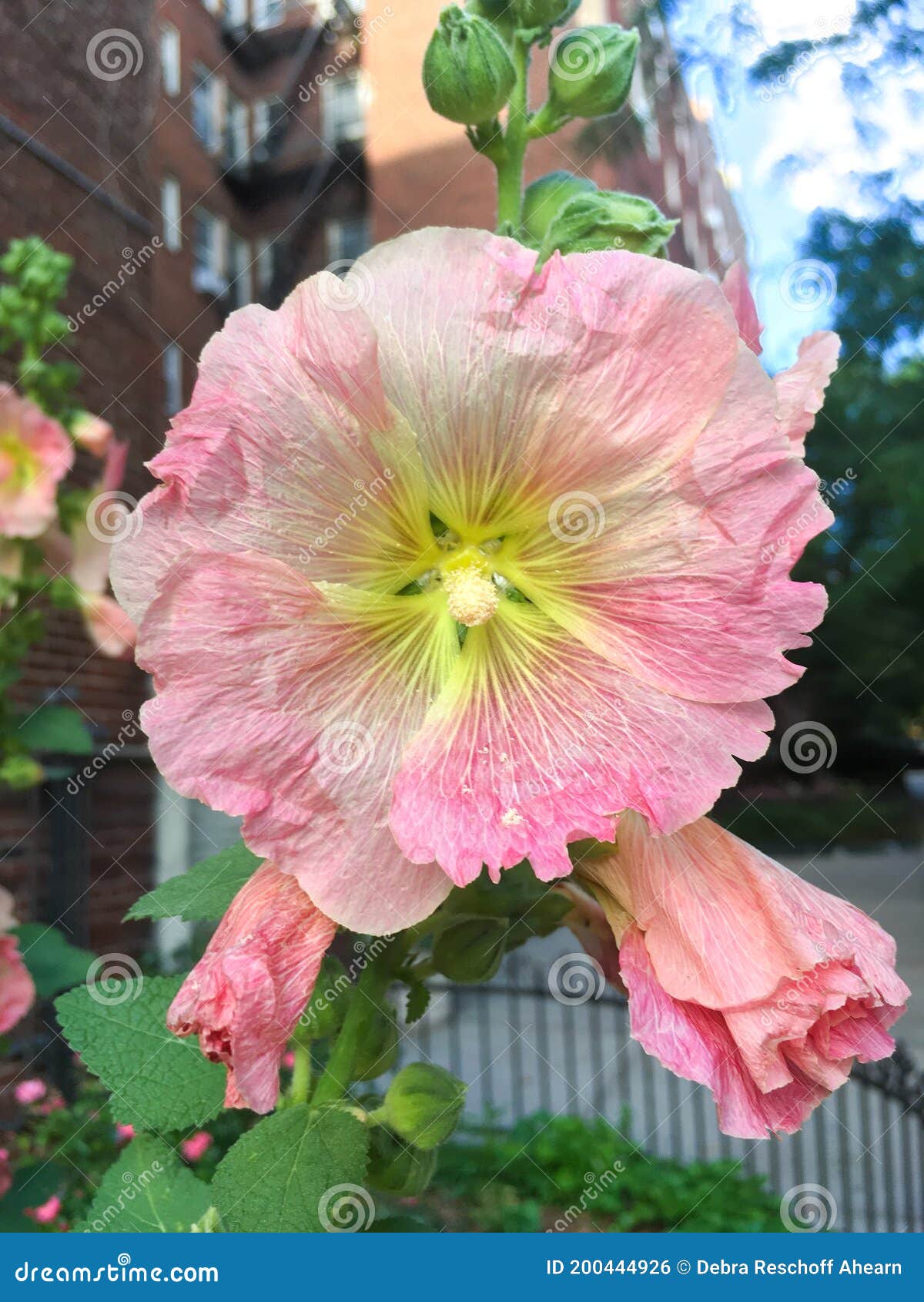 Alcea Rosea, the Common Hollyhock Stock Photo - Image of floral, green:  200444926