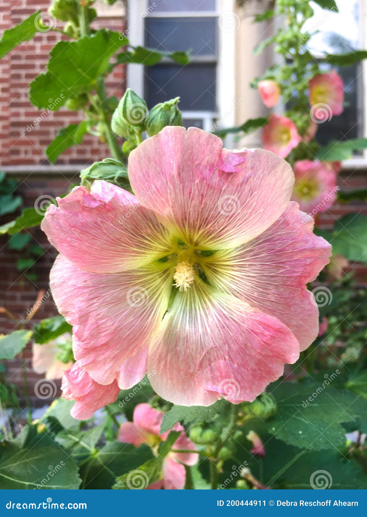 Alcea Rosea El Hollyhock Común Imagen de archivo - Imagen de resorte,  doble: 200444911