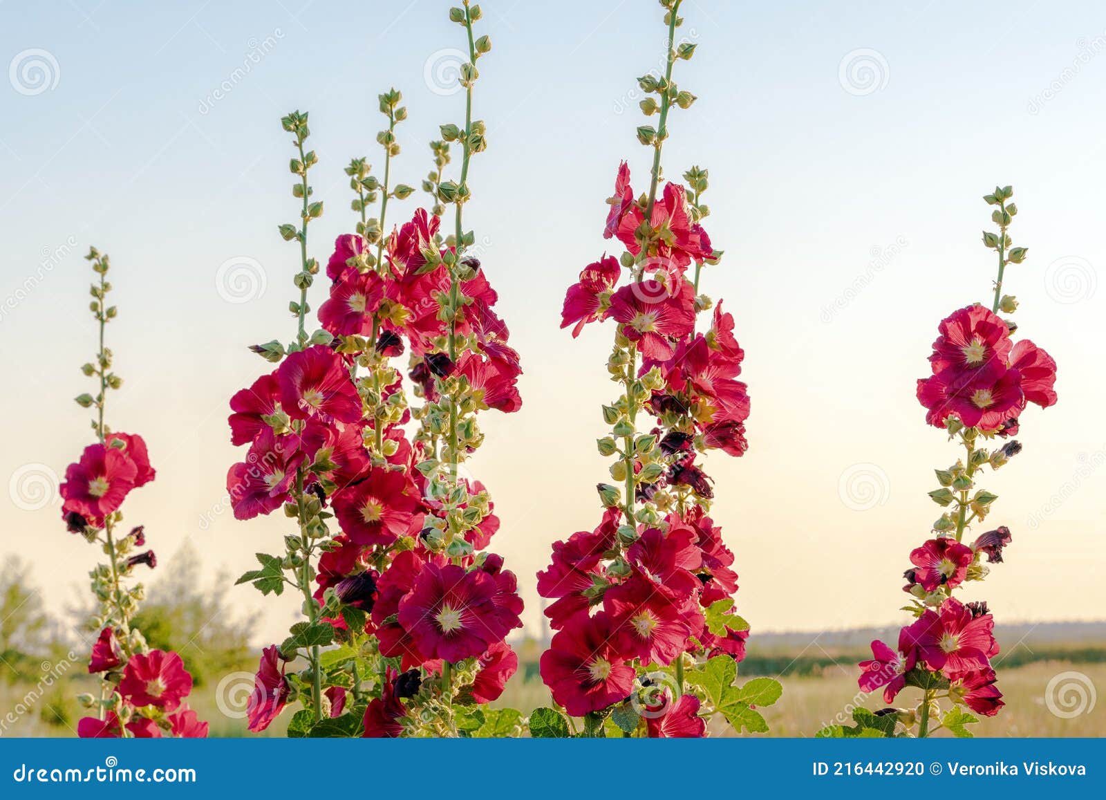 Alcea Rosea En Color Rojo. Jardín Popular Planta Ornamental Malva O  Hollyhock Foto de archivo - Imagen de primer, brote: 216442920