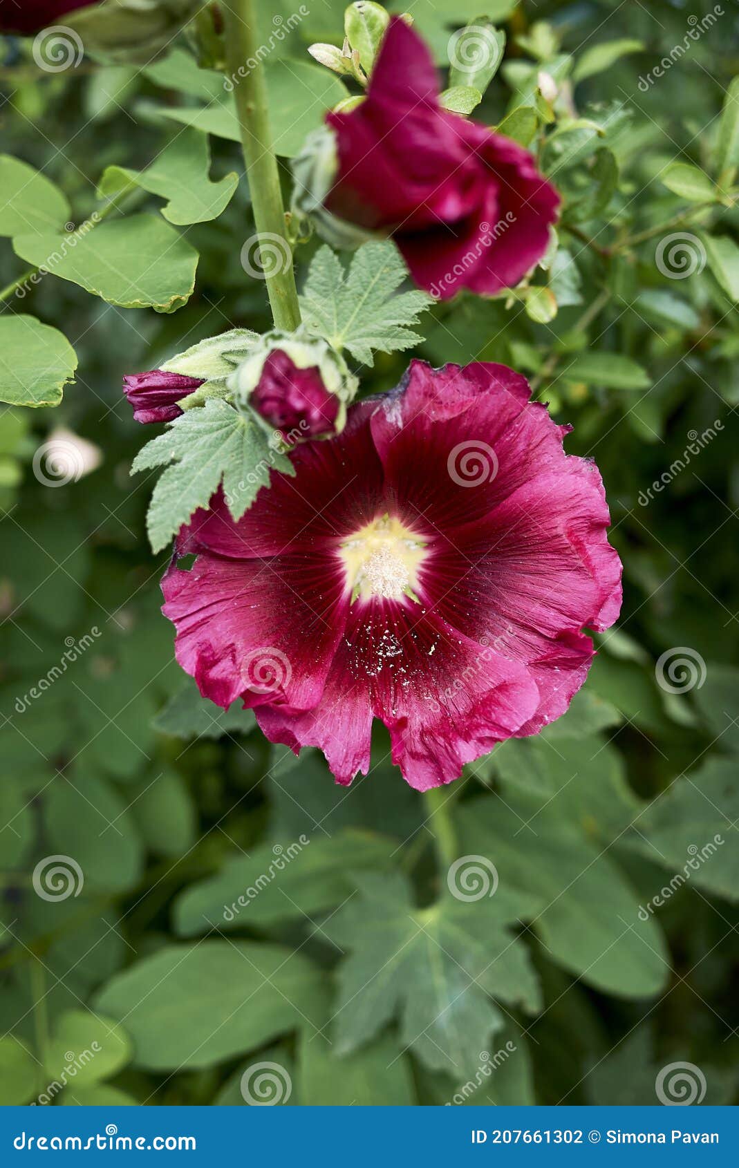 Alcea Rosea Flores De Colores Foto de archivo - Imagen de tallo, belleza:  207661302