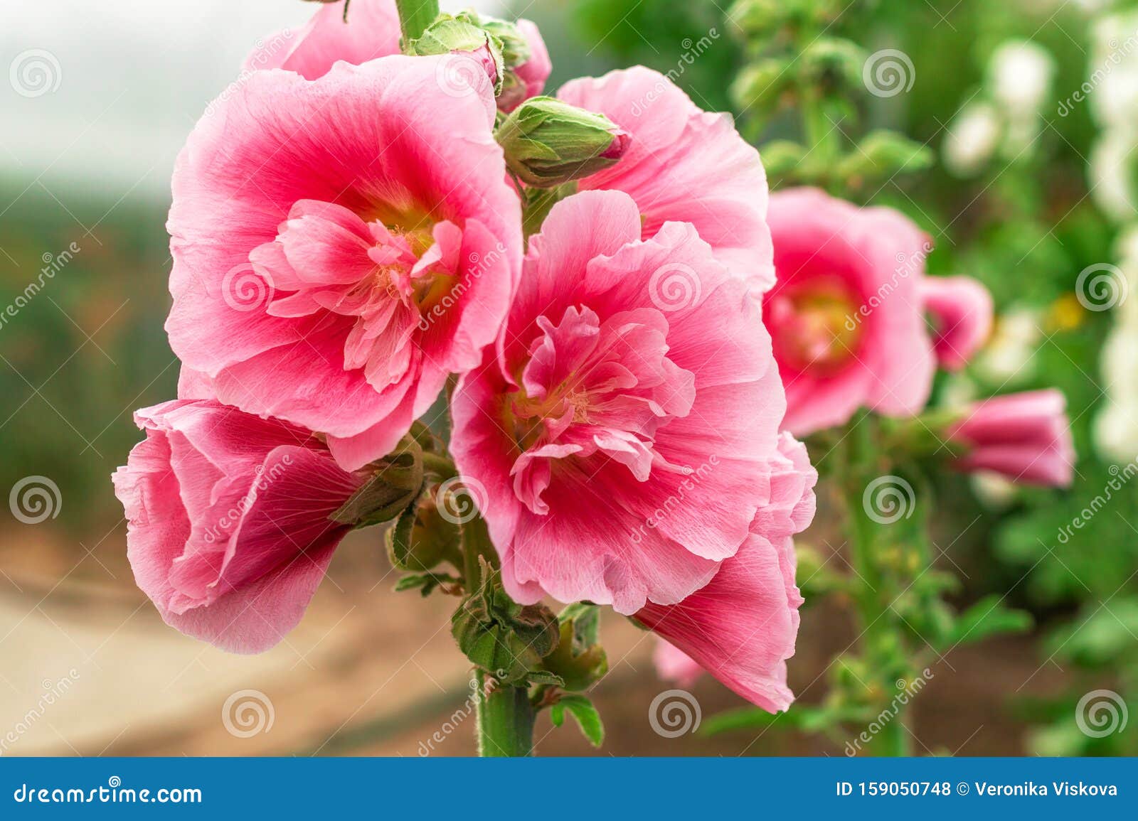 Alcea Rosea or Hollyhock, or Malva. a Double Form in Pink. they are Popular  Garden Ornamental Plant Stock Photo - Image of malva, botanical: 159050748