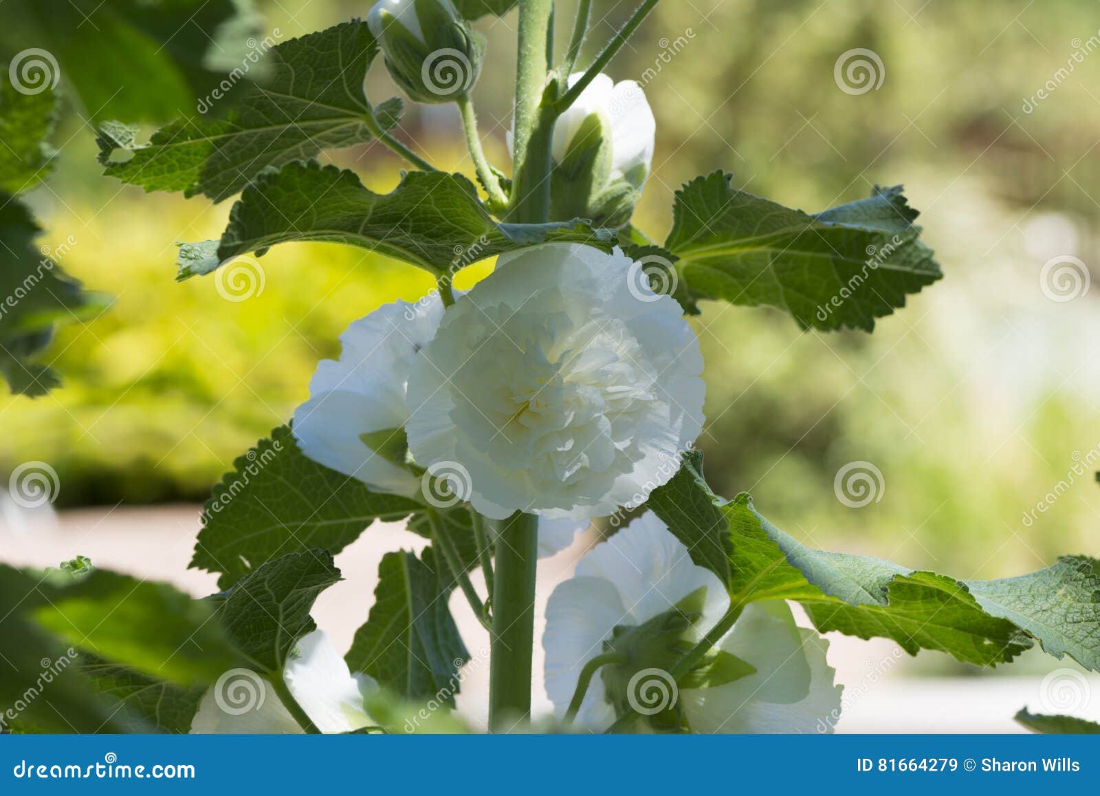 Alcea Rosea, Malvarrosa Doble, Flores Blancas Imagen de archivo - Imagen de  jardines, bienal: 81664279