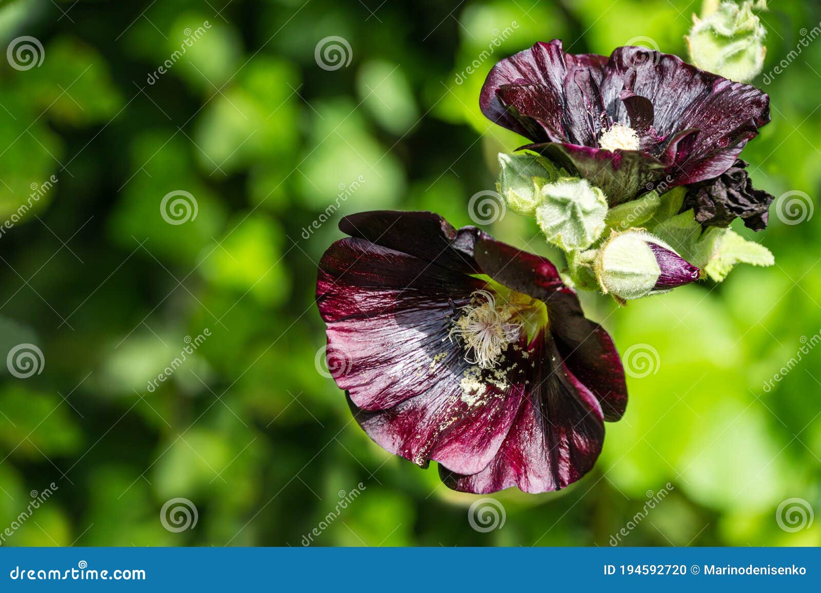 Alcea Rosea Nigra Is Commonly Known As Black Hollyhock Tall Flower Black Malva With Huge Dark Flowers Decorate Any Garden Stock Photo Image Of Green Beauty 194592720