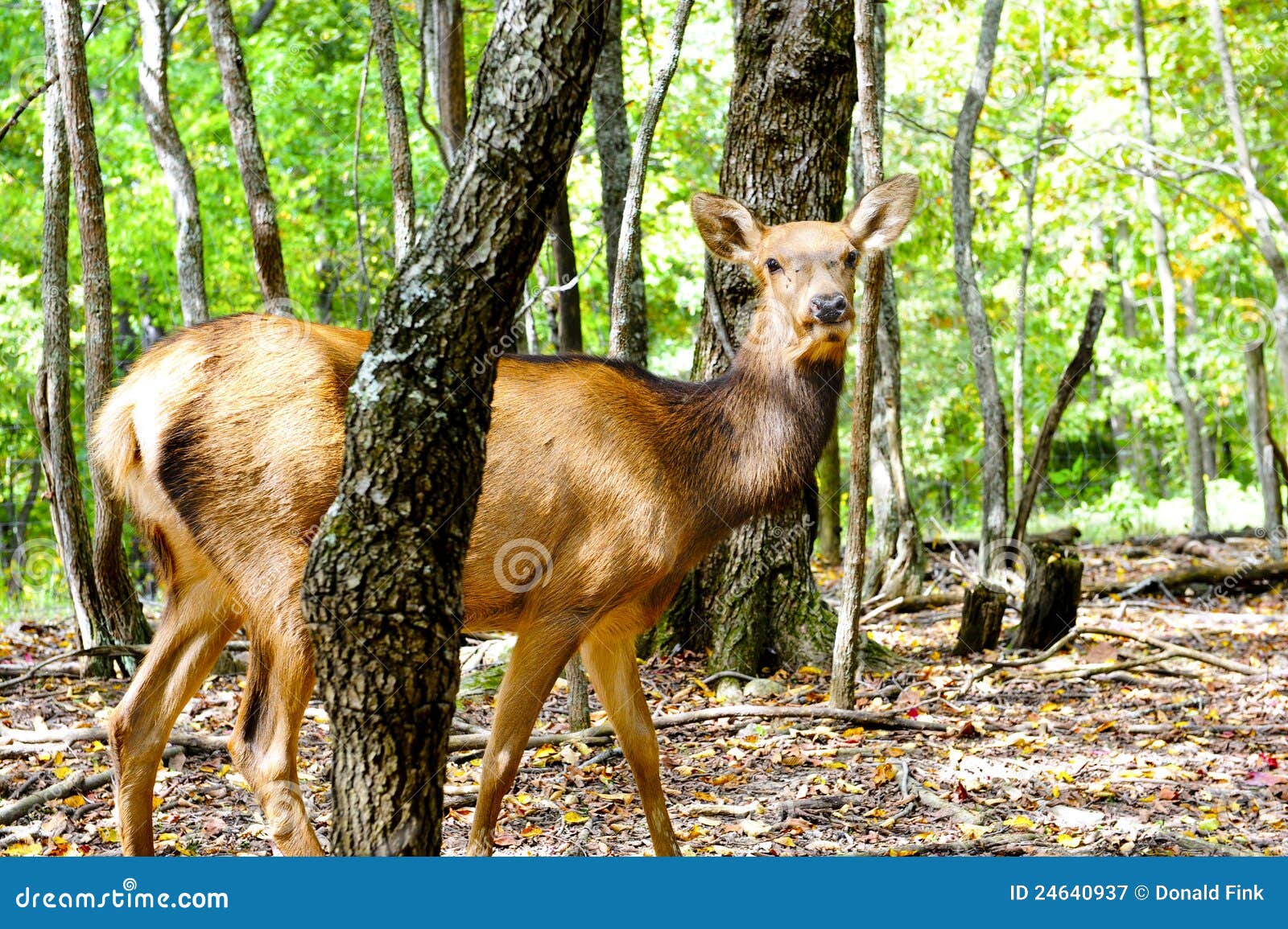 Alces fêmeas. Um alce fêmea que está na floresta