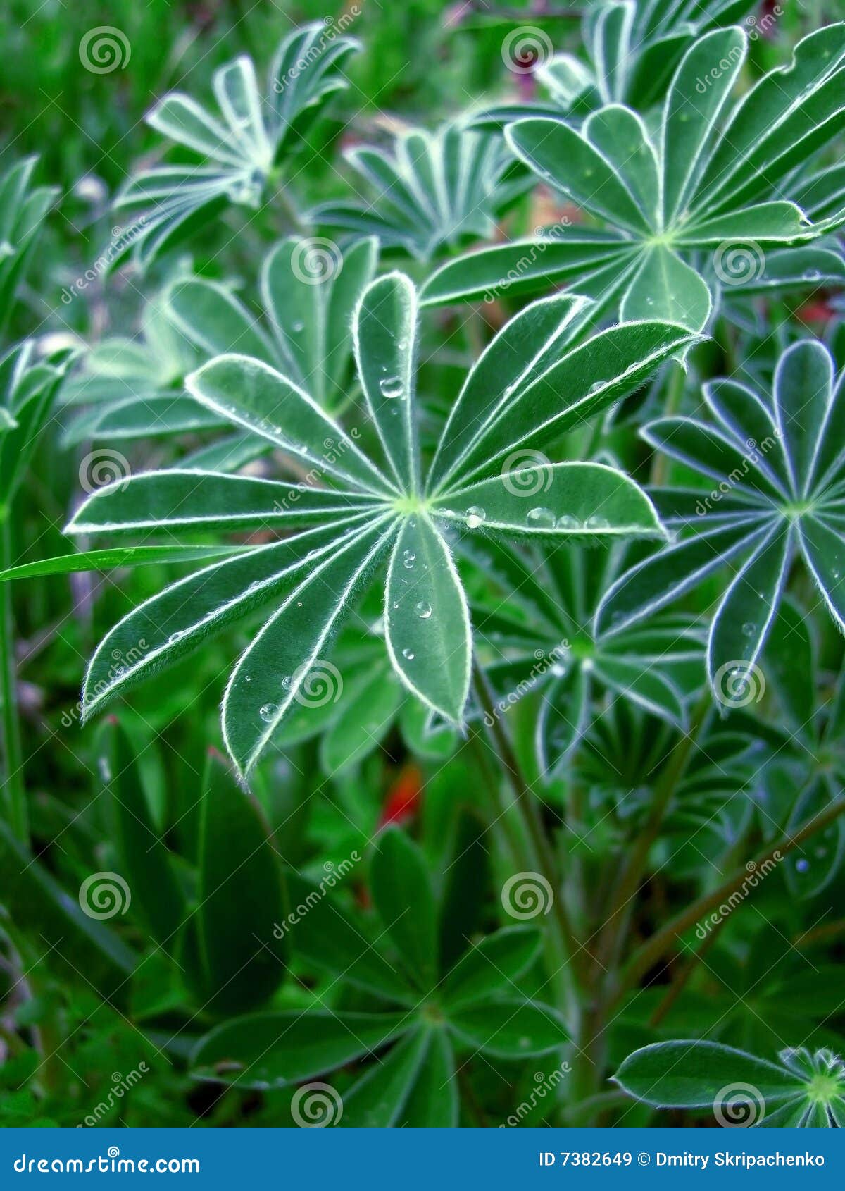 alchemilla alpina