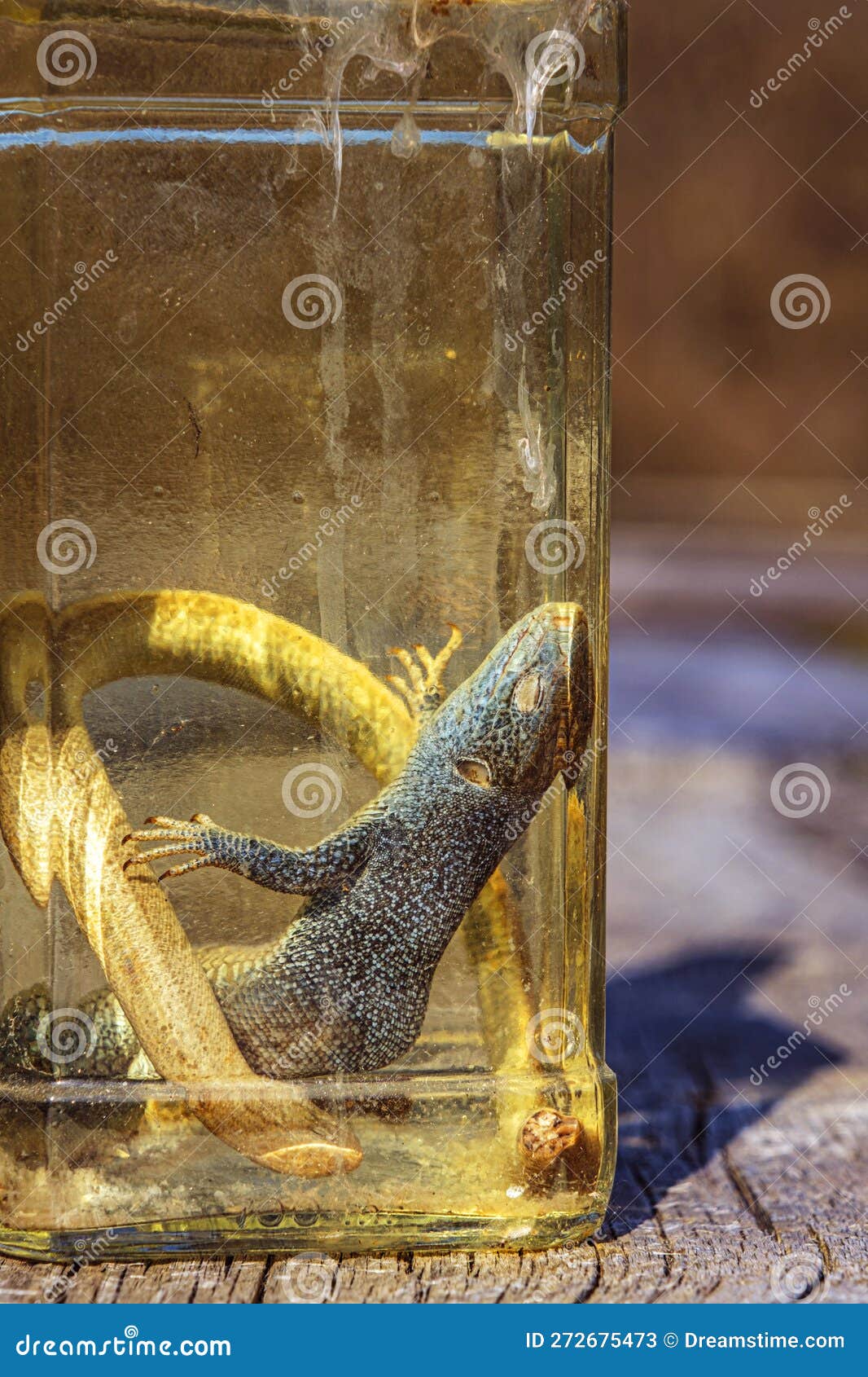 Alcoholic Drink, Tincture Using a Lizard Stock Image Image of drinks