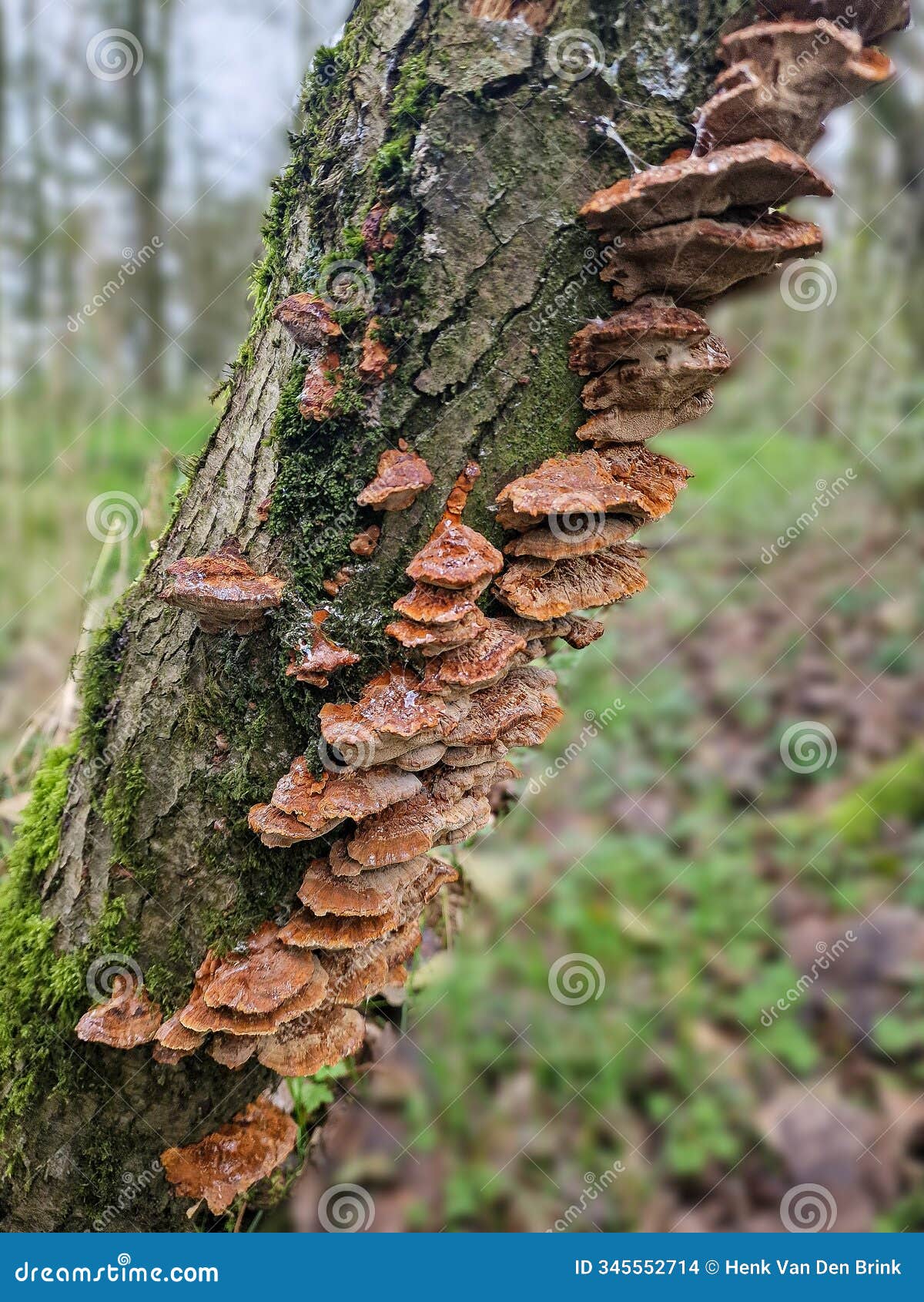 alder trunk, alnus, with fruiting bodies of alder bracket, mensularia radiata