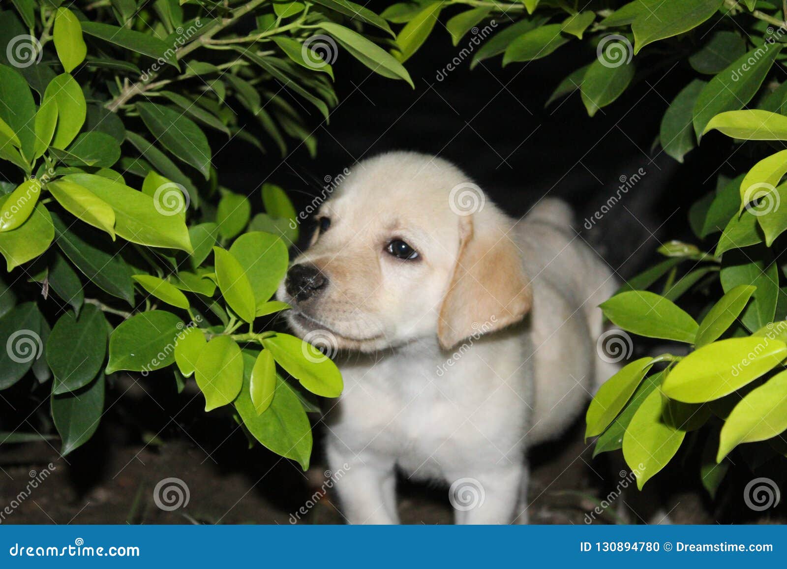 aldo stock photo image