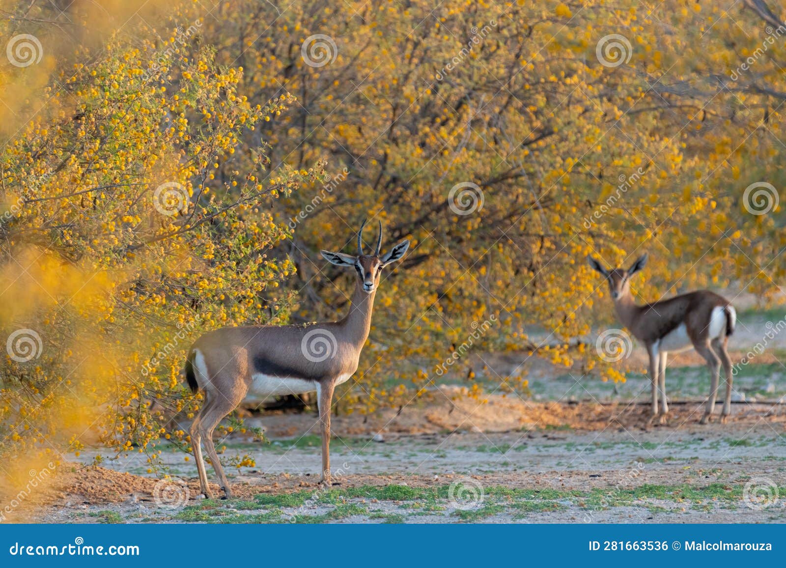 alert arabian gazelles watching intently