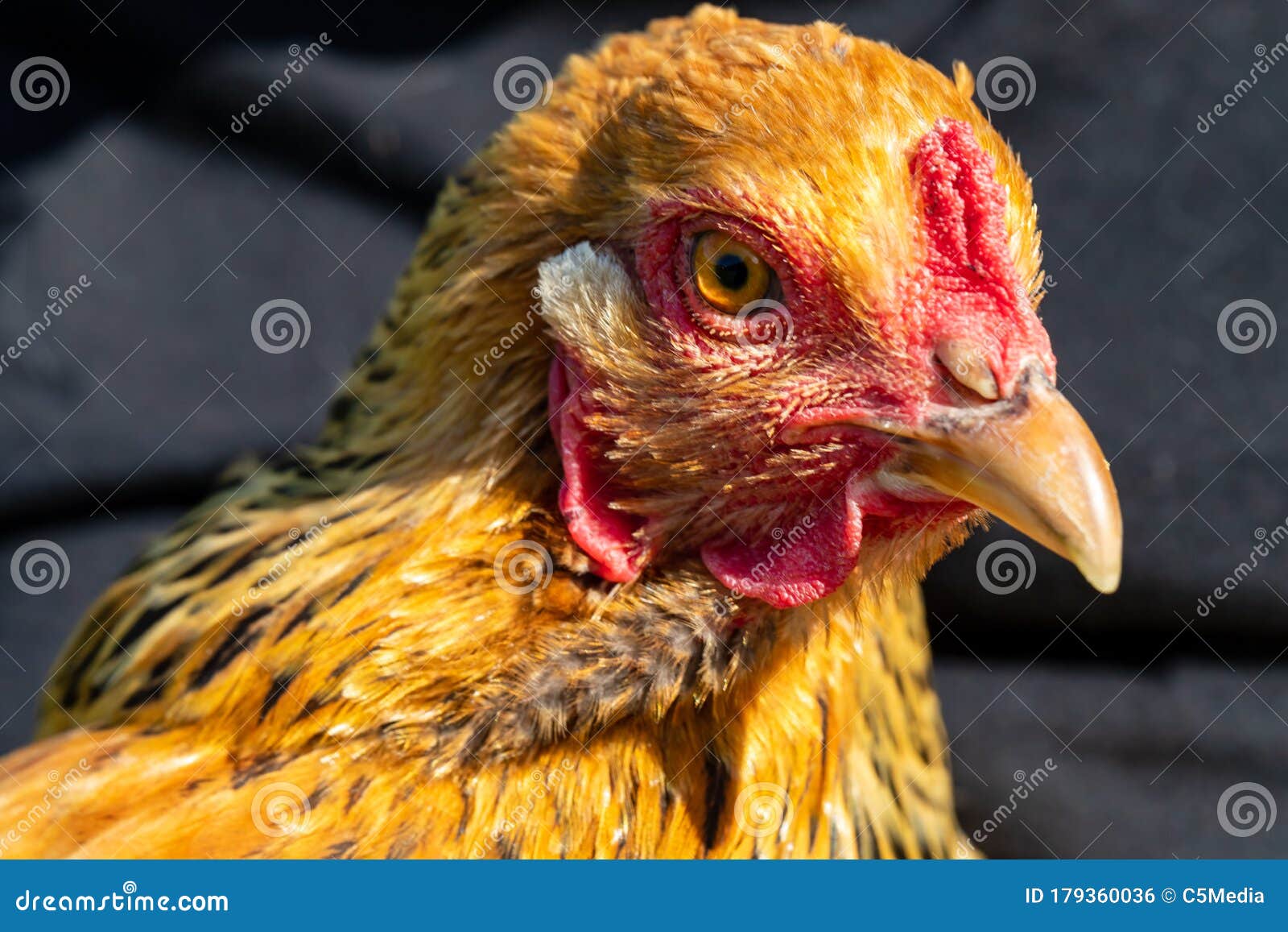 Alert Buff Brahma Chicken stock photo. Image of summer - 179360036