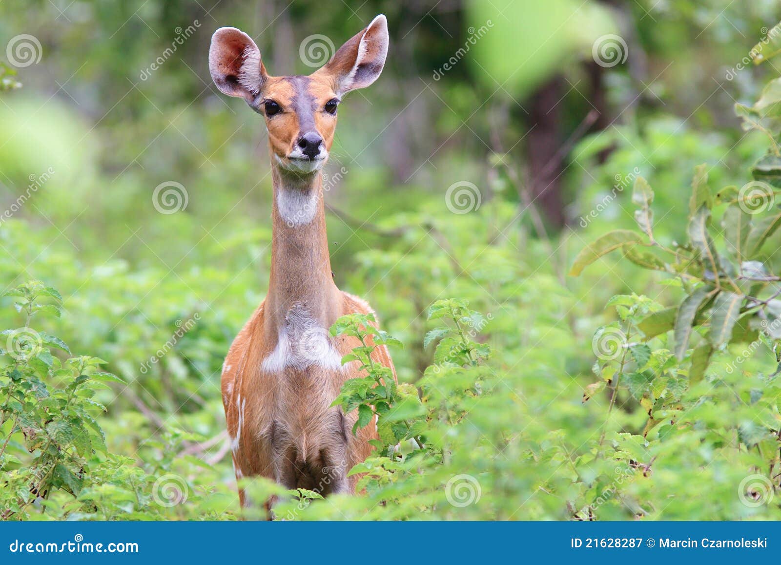 alert bushbuck in mole national park, ghana