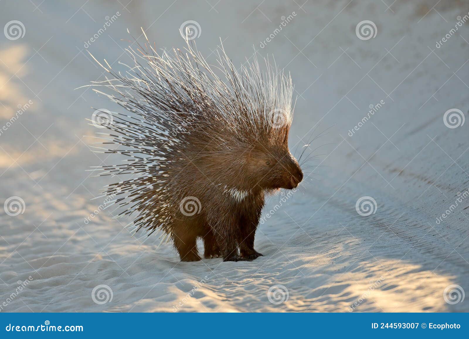 alert cape porcupine with erect quills