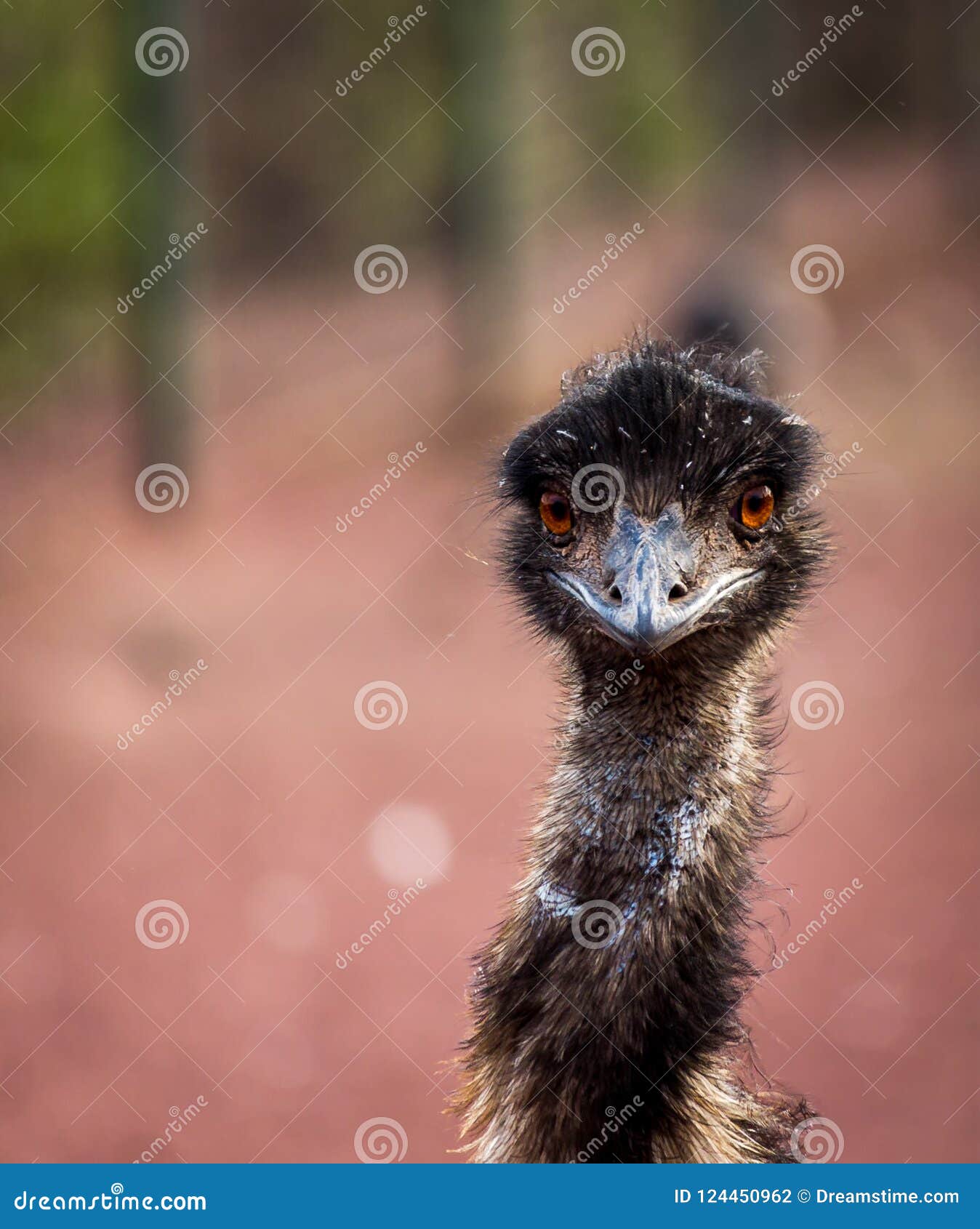 alert and clever curious emu