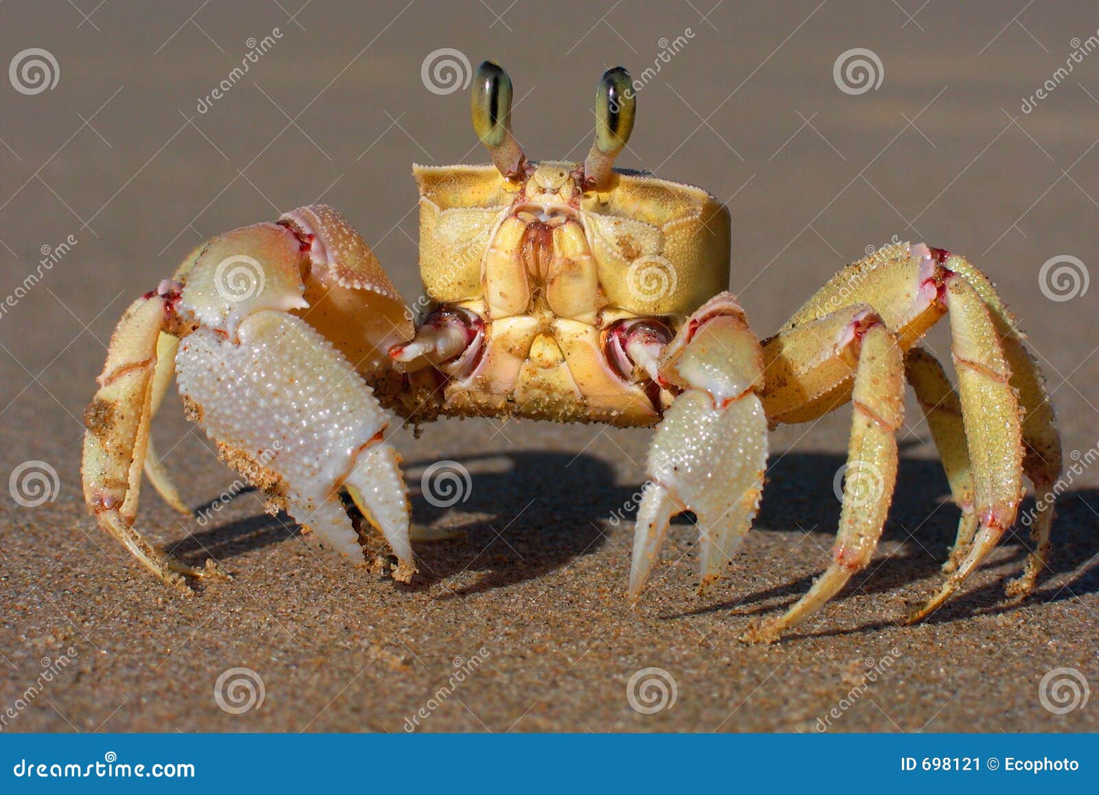alert ghost crab