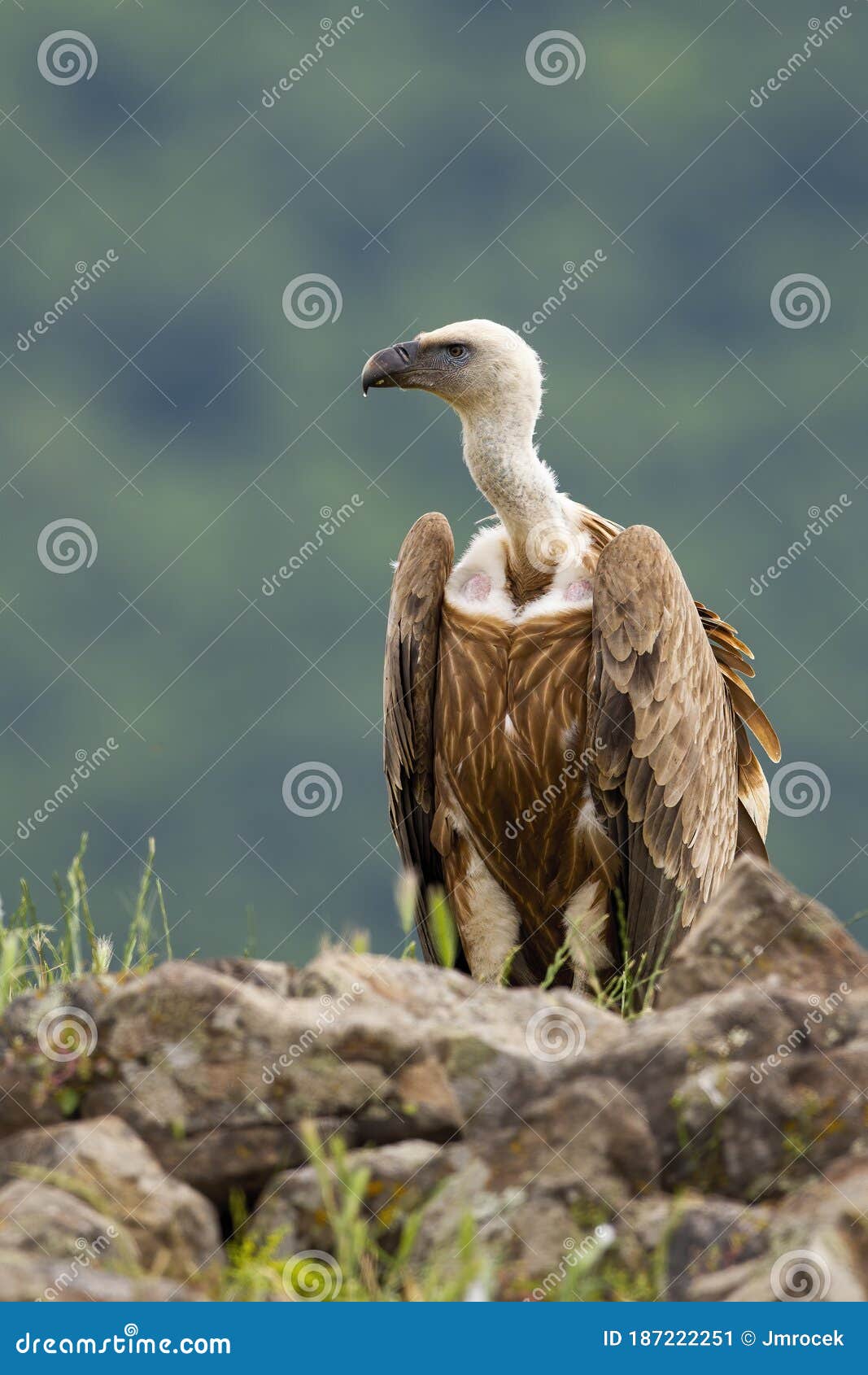 Alert Griffon Vulture Sitting on a Rocky Horizon in Summer Mountains ...