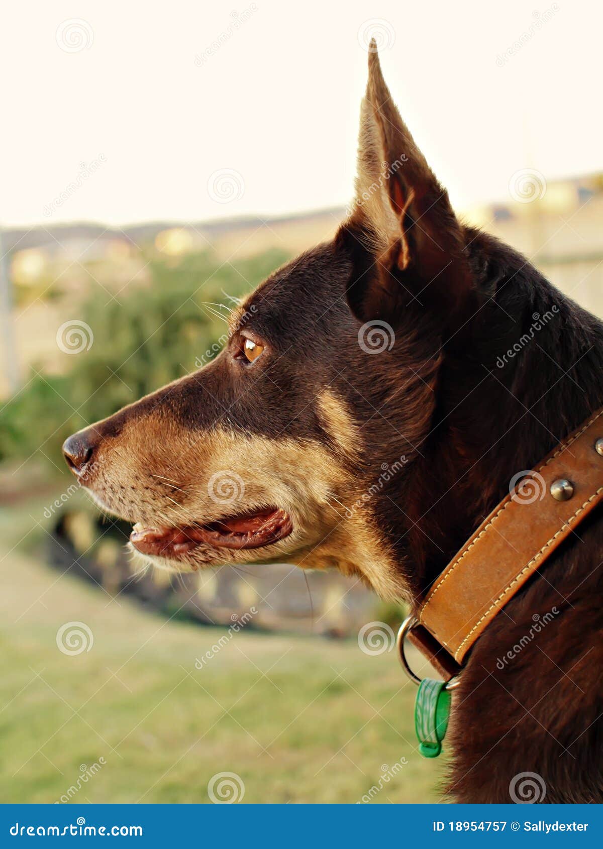 Alert Kelpie Dog stock image. Image of cattle, sheep 18954757