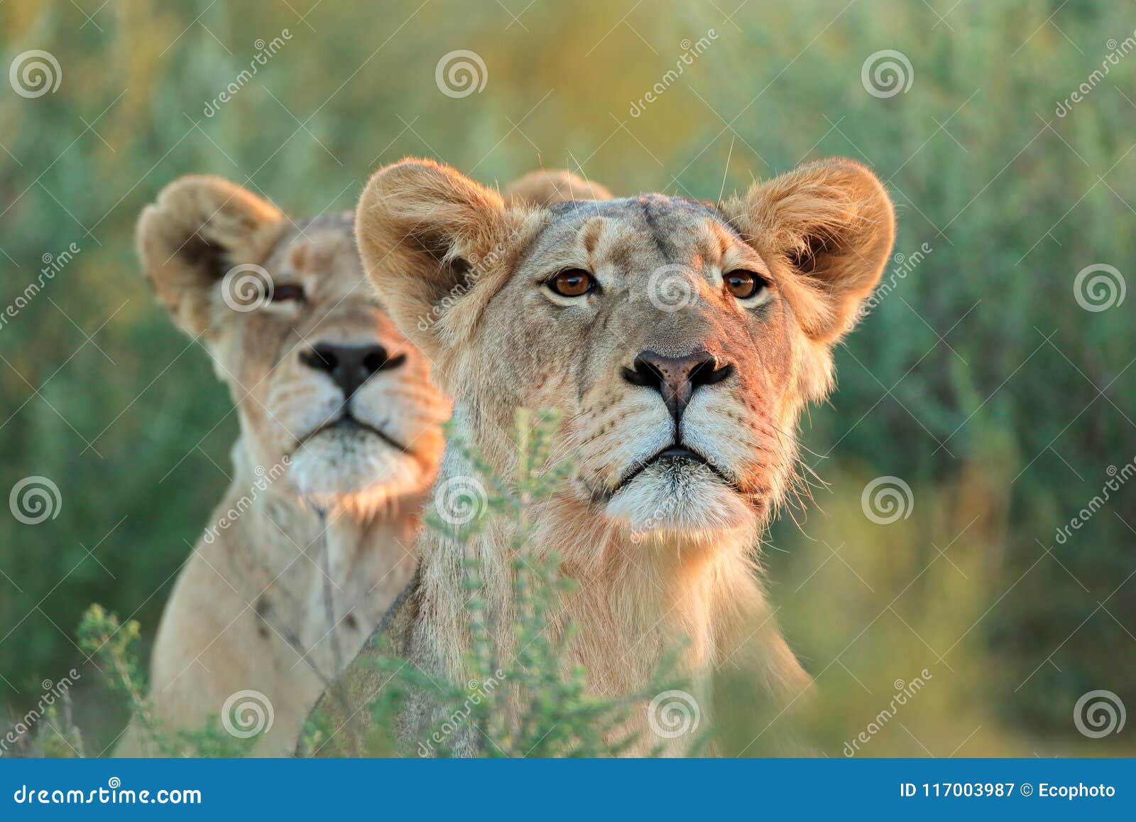 alert lioness looking intently