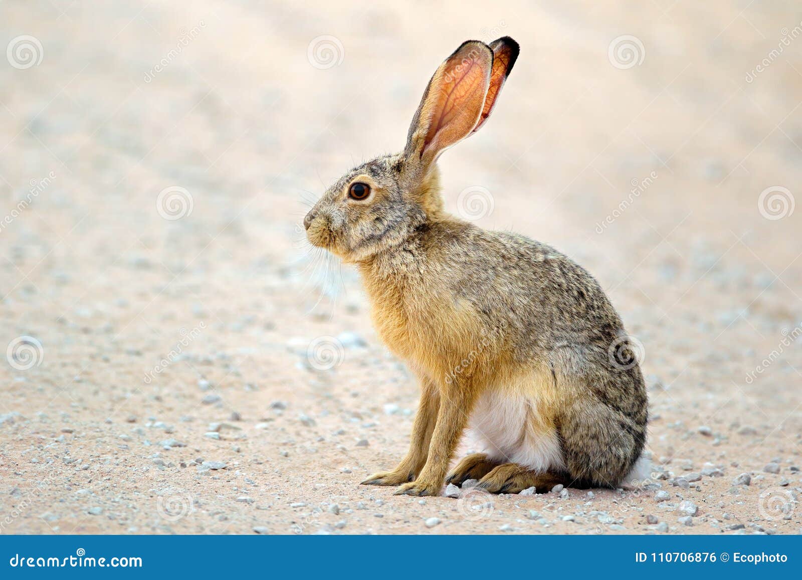 alert scrub hare