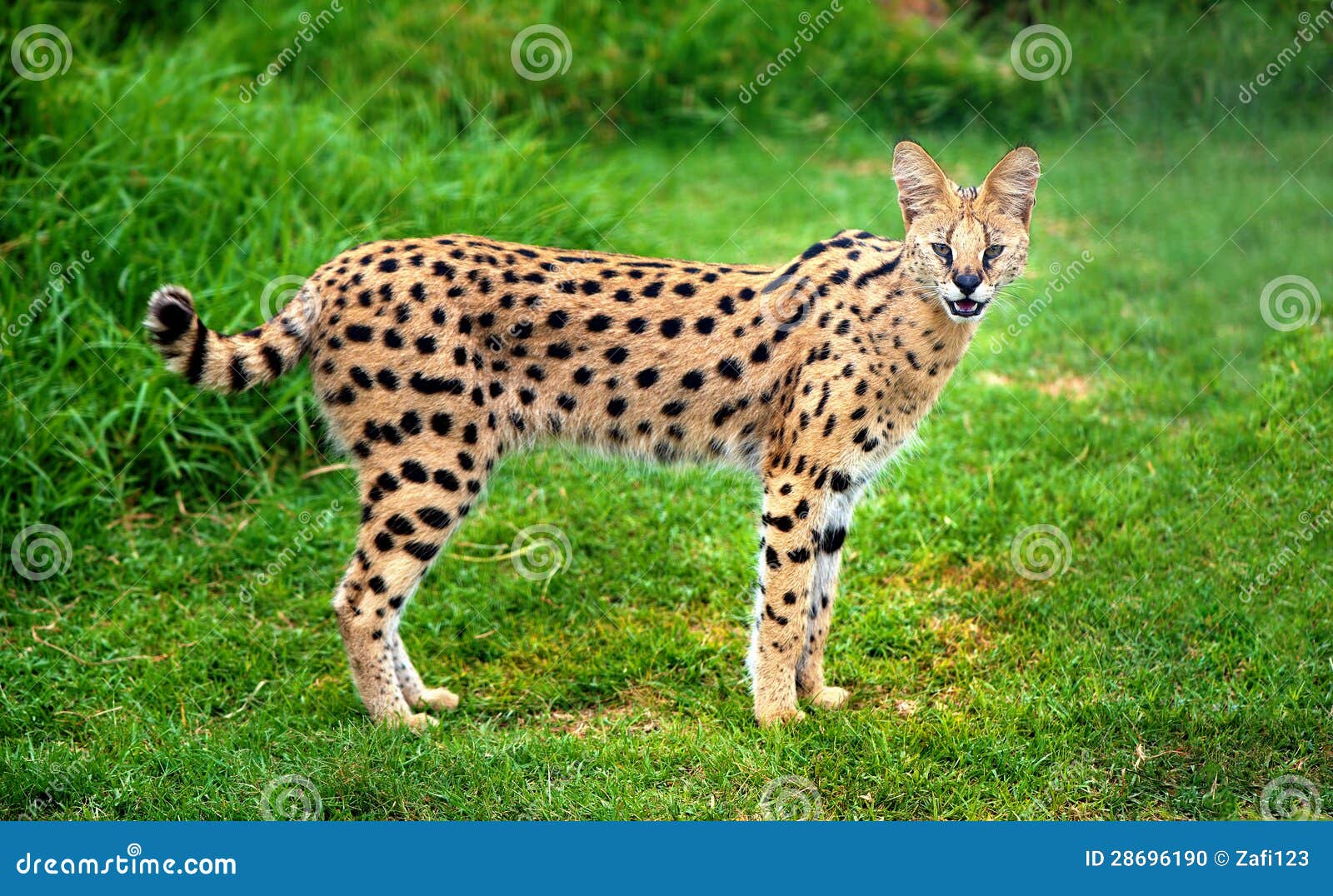 alert serval cat