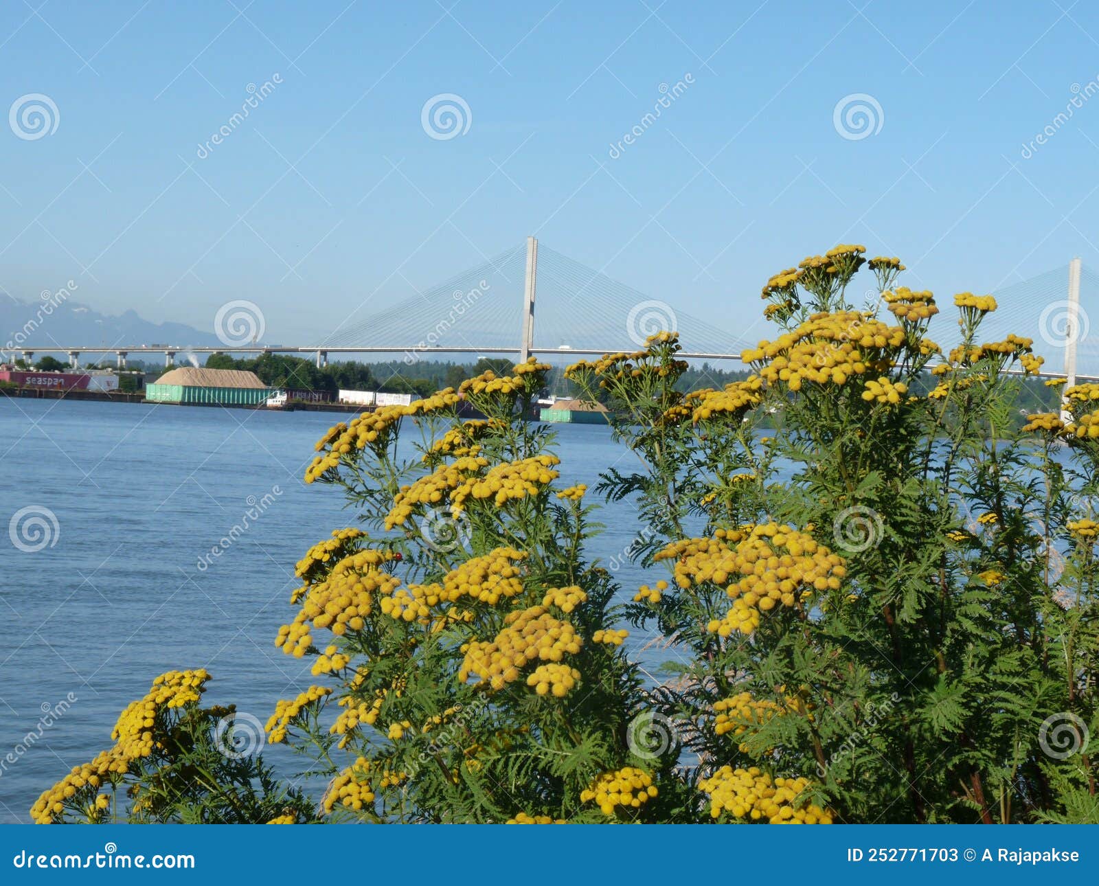 alex fraser bridge in surrey bc canada