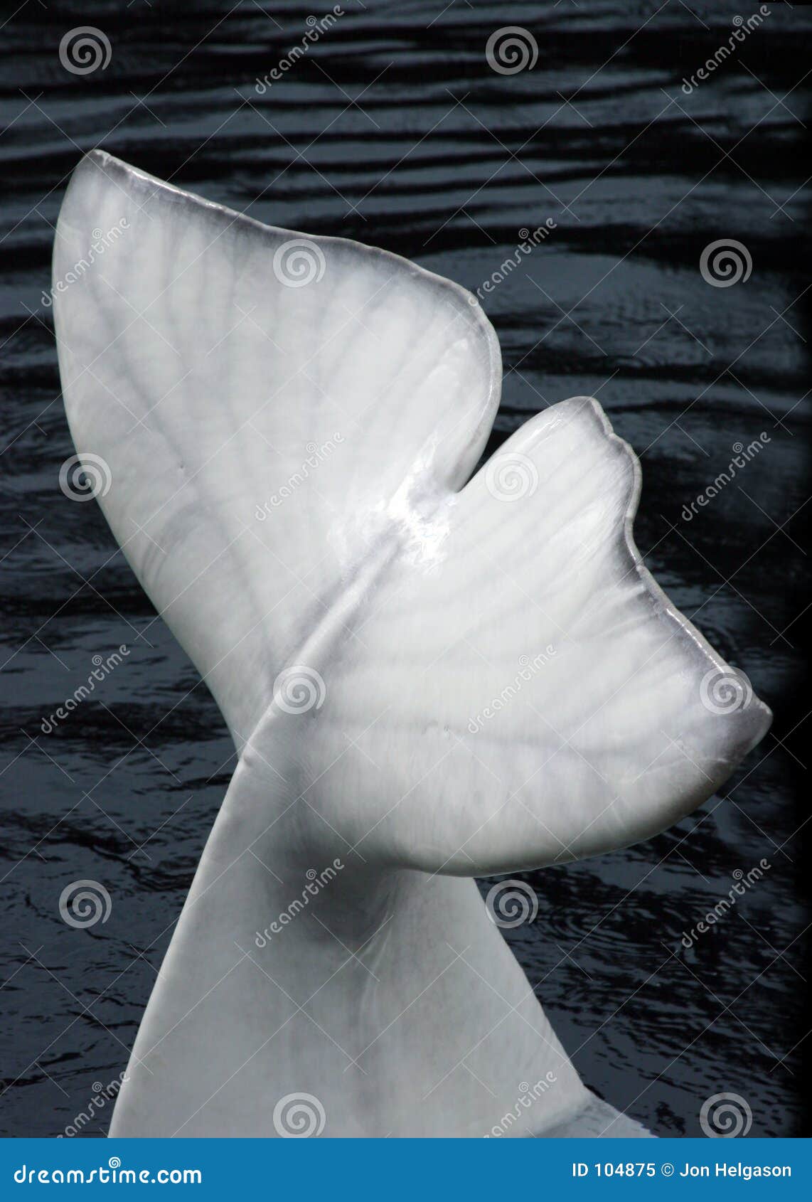 Aletas de ballena beluga