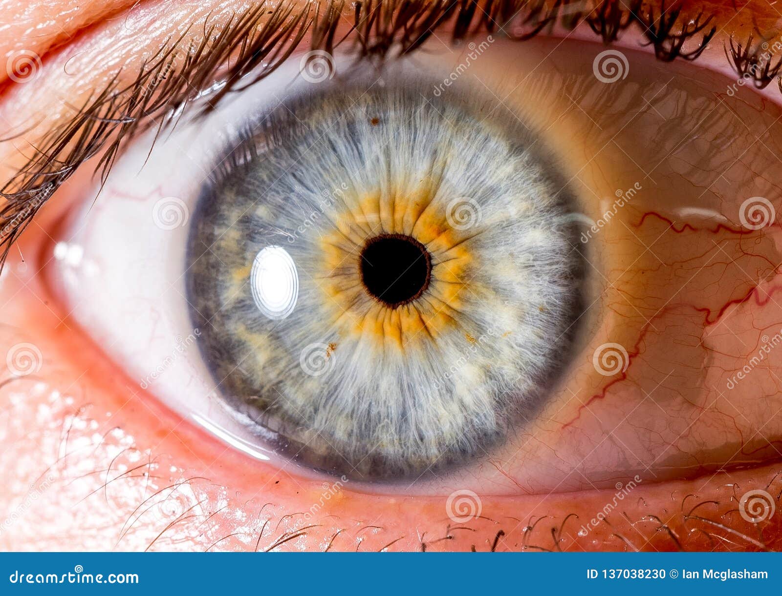 Close Up Eye. Close Up Iris. Very Close Macro Shot of an Eyeball Stock ...