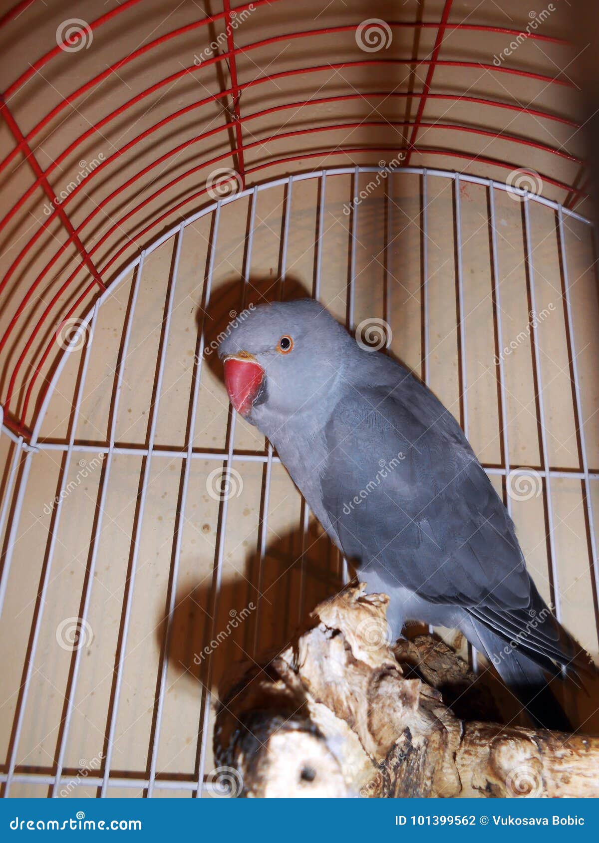 Alexander bird stock photo. Image of clear, neutral 101399562