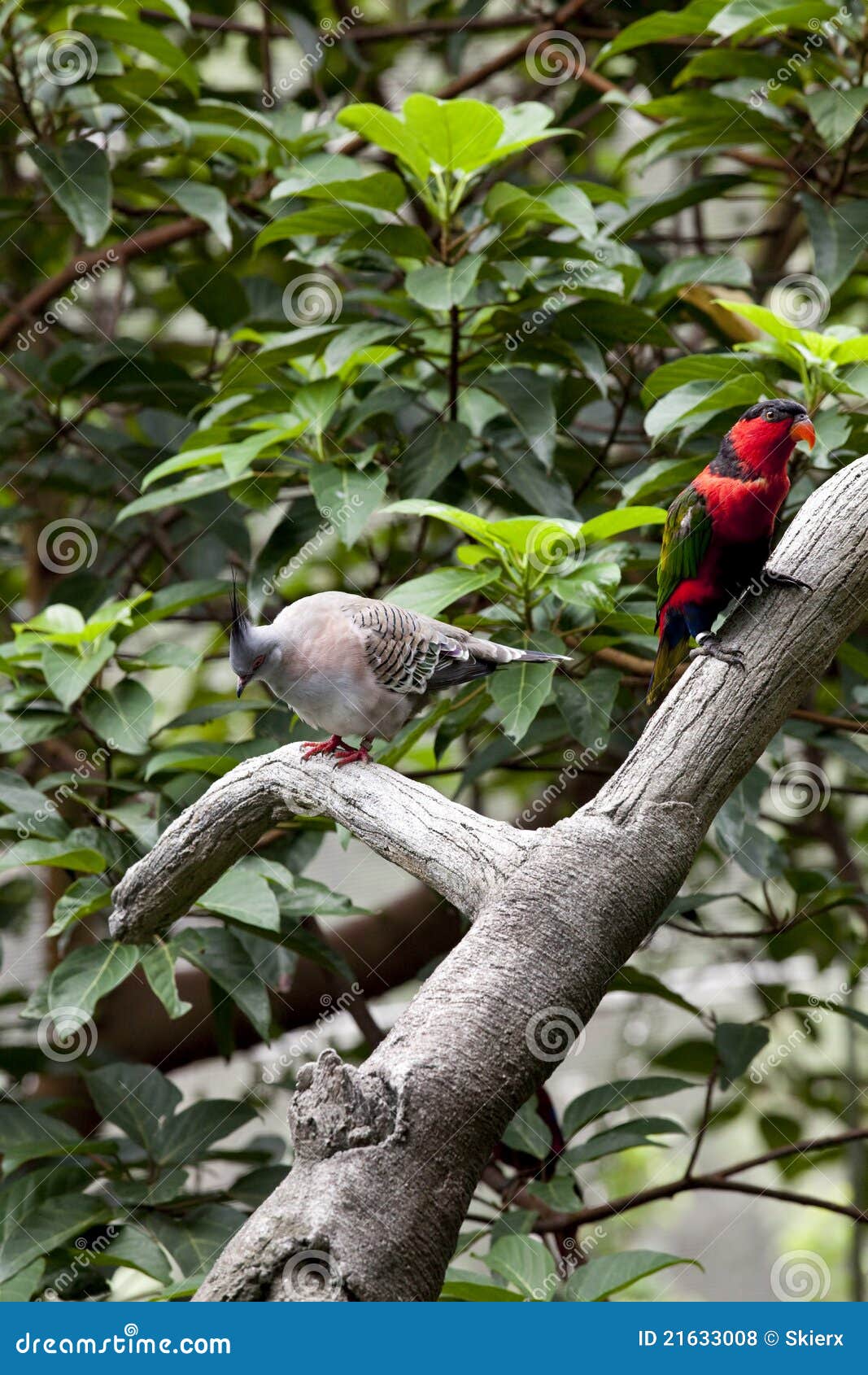 Alexandrine Parakeet and Nicobar Pigeon Stock Photo Image of
