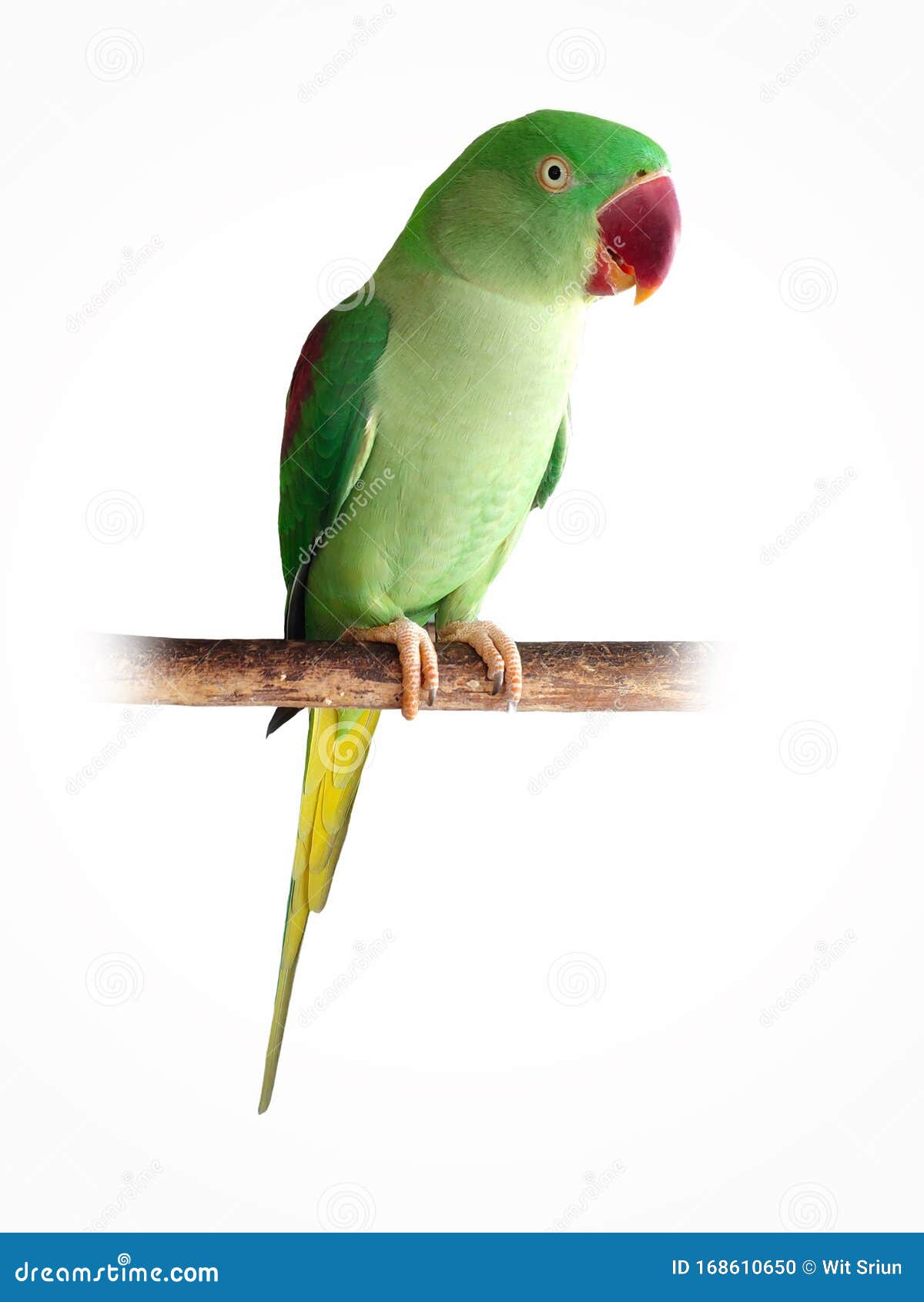 858 Alexandrine Parrot Stock Photos - Free & Royalty-Free Stock Photos from Dreamstime 858 Alexandrine Parrot Stock Photos - Free & Royalty-Free Stock Photos from Dreamstime