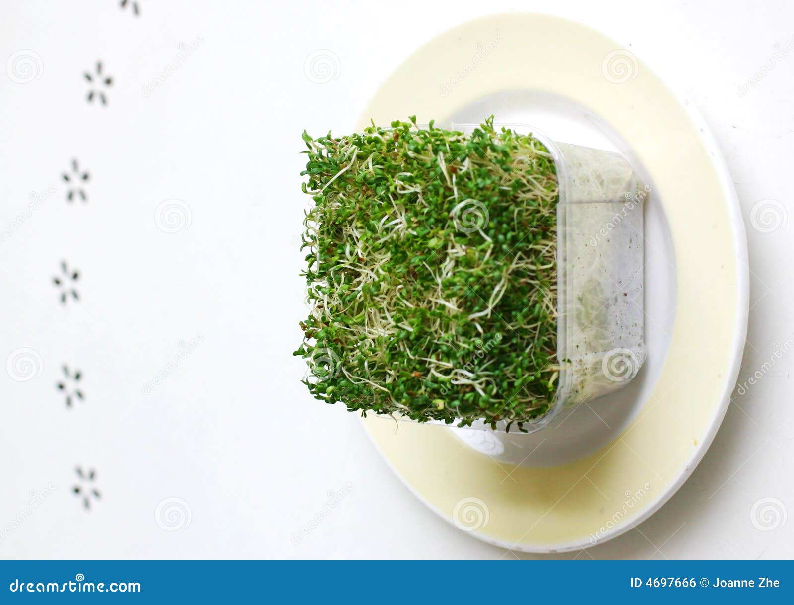 Alfalfa & Broccoli Sprouts Stock Photo Image of farm, broccoli 4697666