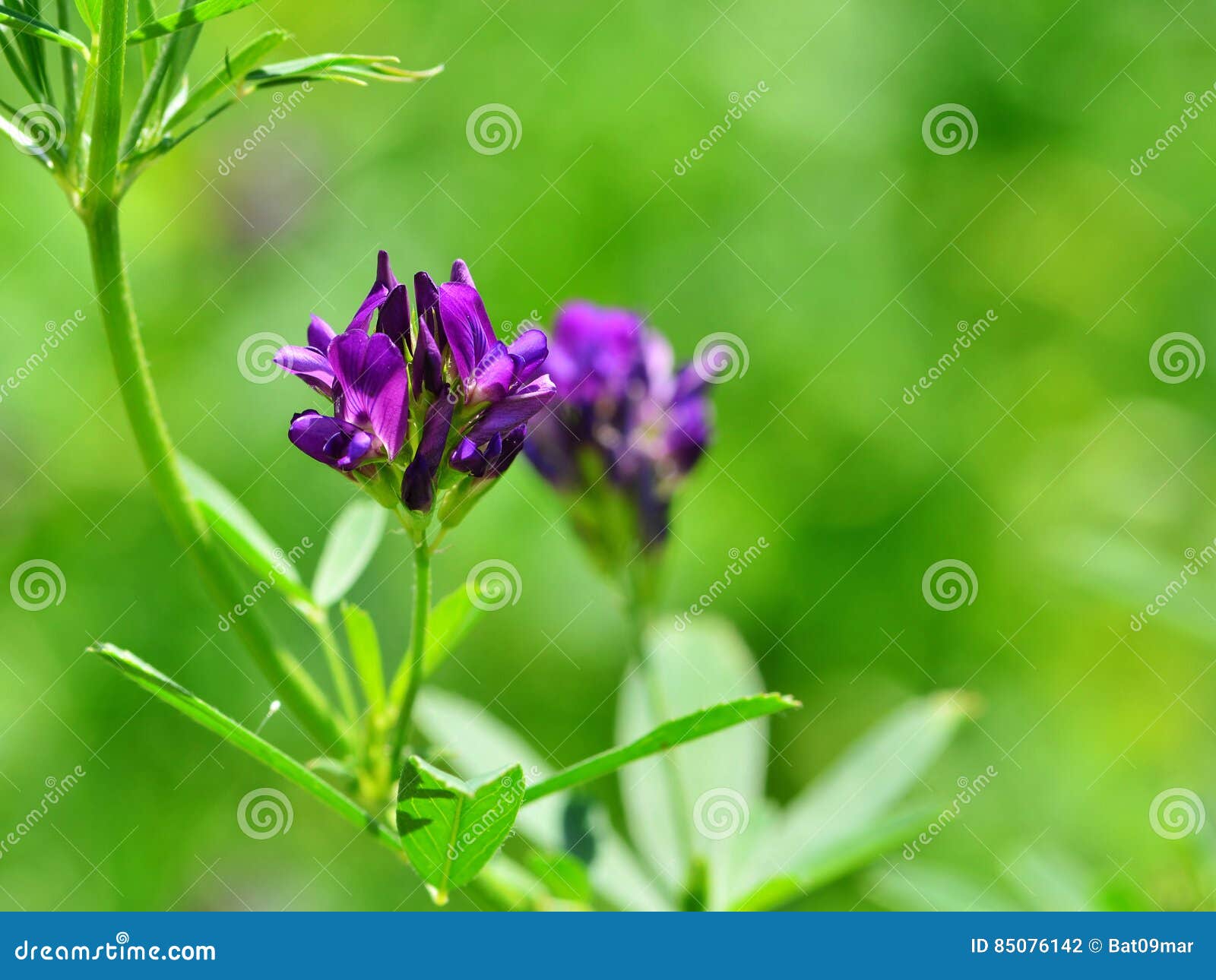 Alfalfa kwiatu Medicago sativa. Alfalfa kwiat Alfalfa Medicago sativa, także nazwana lucerna, jest odwiecznie kwiatonośnym rośliną w grochowej rodzinie Swój kultywujący jako znacząco furażują uprawy przez cały światu